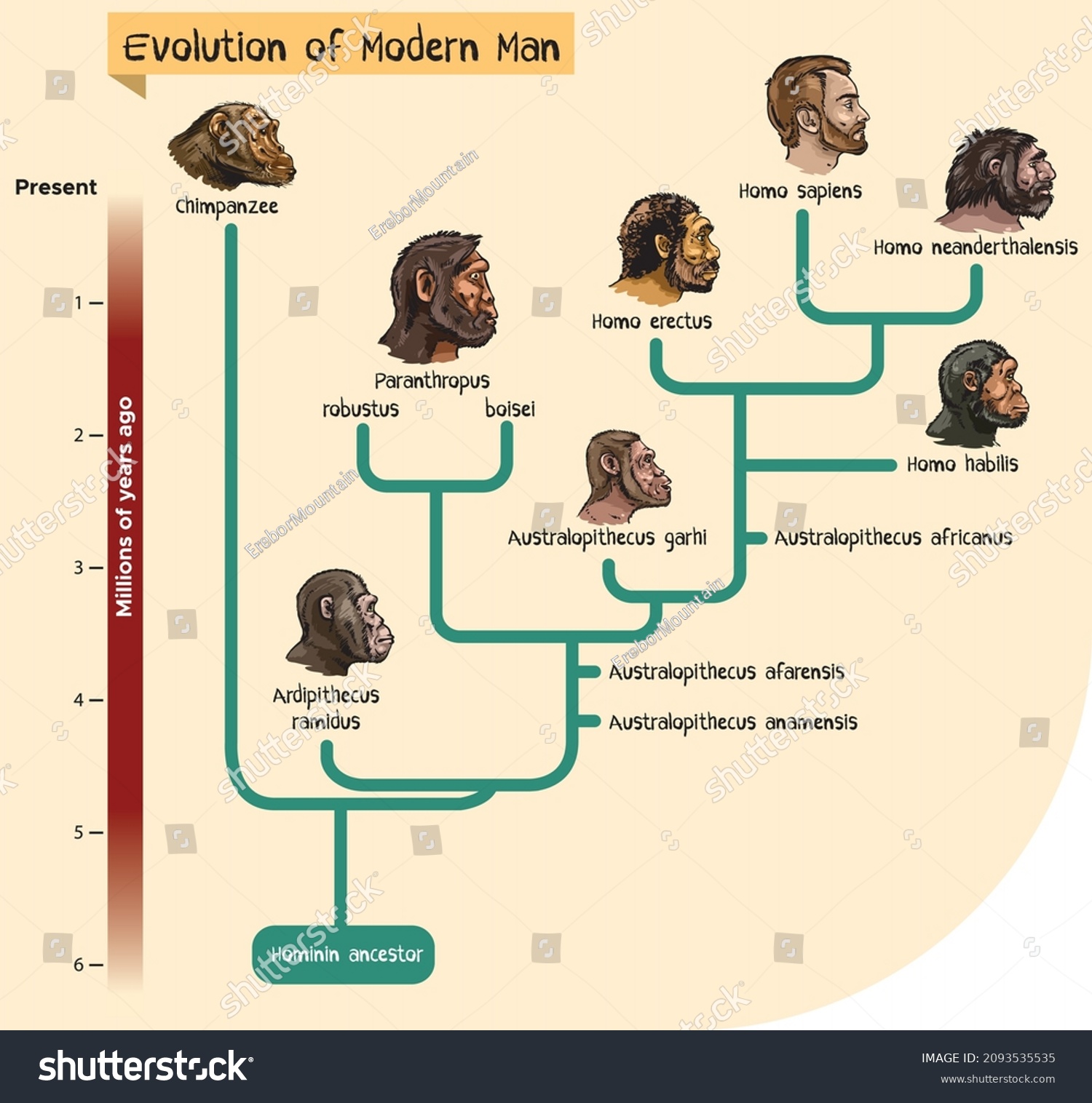 5,708 Human Ancestor Images, Stock Photos & Vectors | Shutterstock