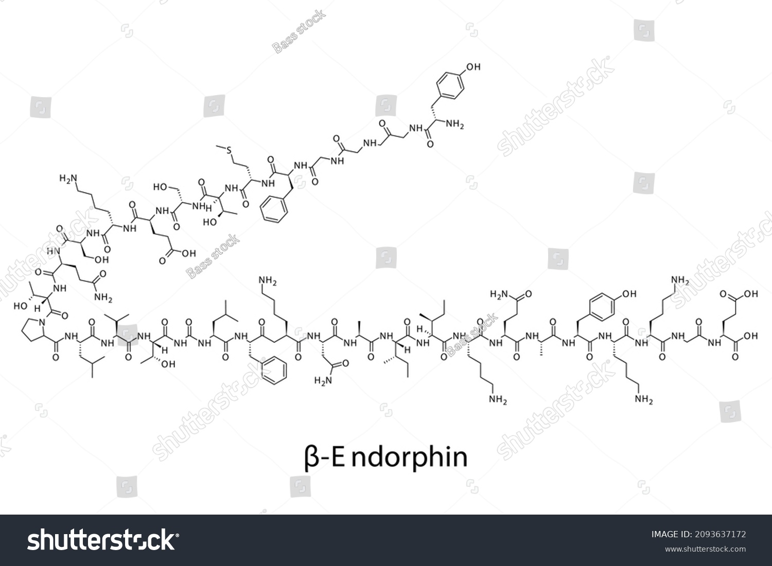 Beta Endorphin Biomolecule Molecular Formula Skeletal Stock Vector ...