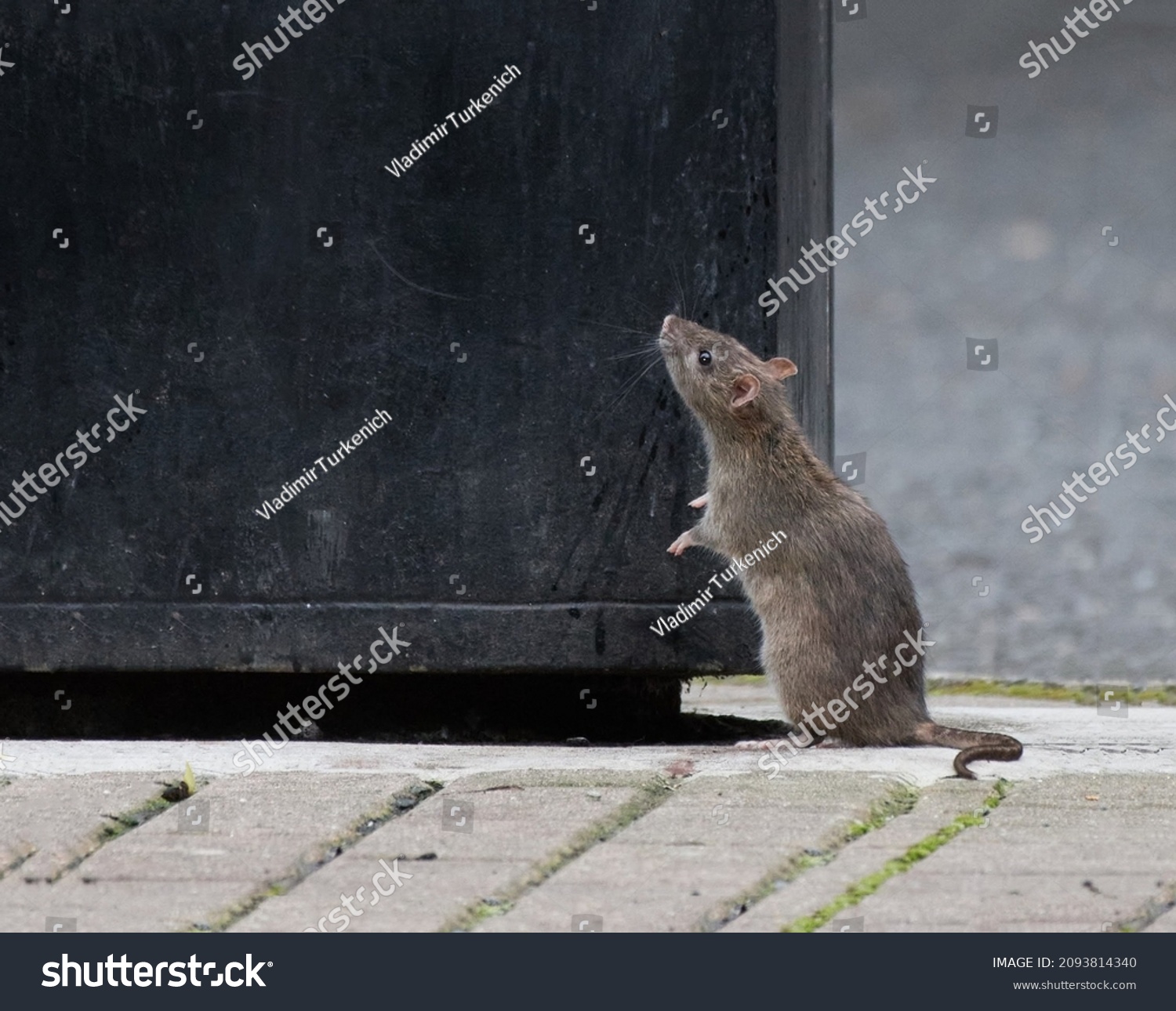 1,048 Harmful rats 图片、库存照片和矢量图 Shutterstock