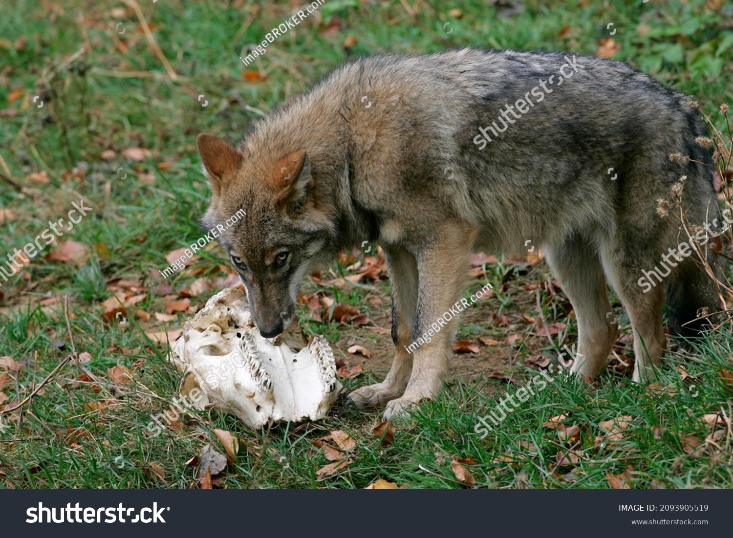 Gray Wolf Canis Lupus Skull Bone Stock Photo 2093905519 | Shutterstock