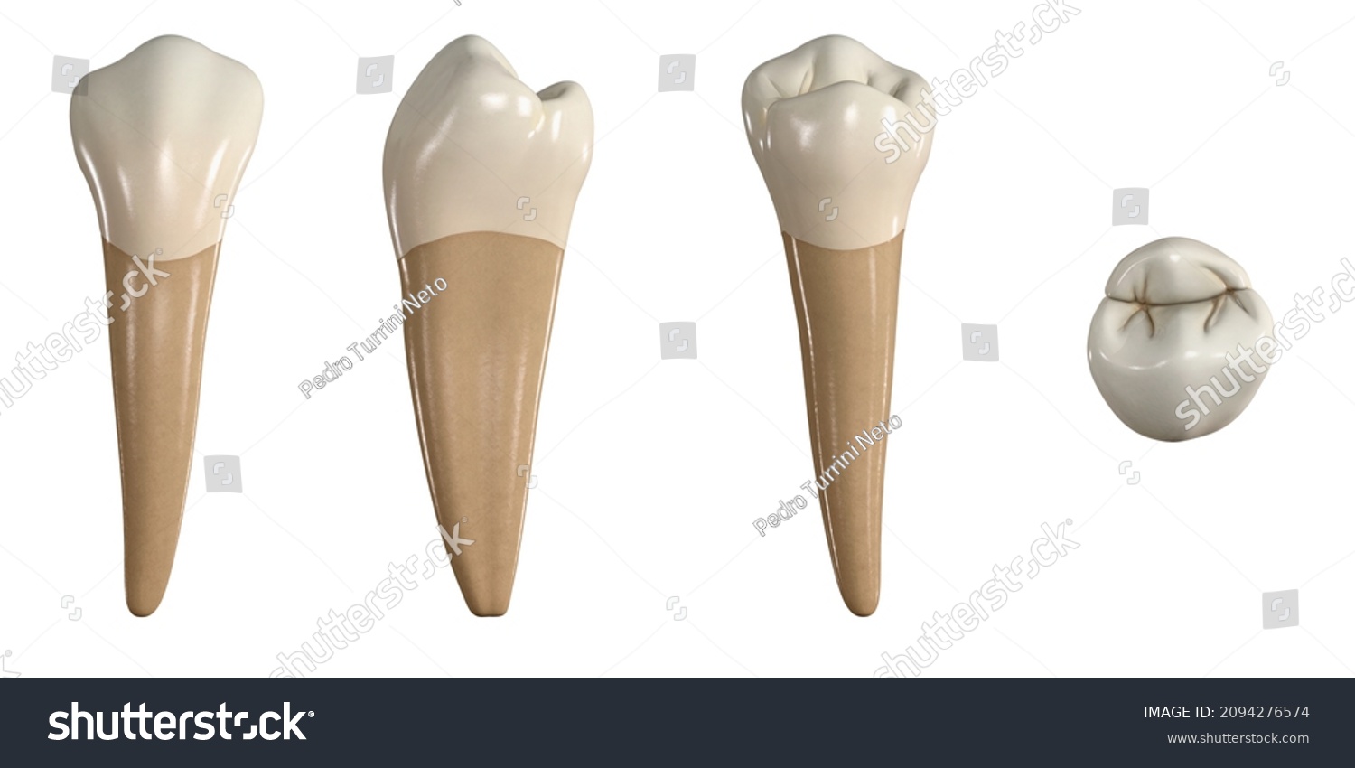 Permanent Lower First Premolar Tooth 3d Stock Illustration 2094276574 ...