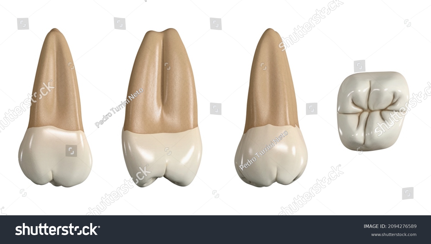 Permanent Upper Third Molar Tooth 3d Stock Illustration 2094276589 ...