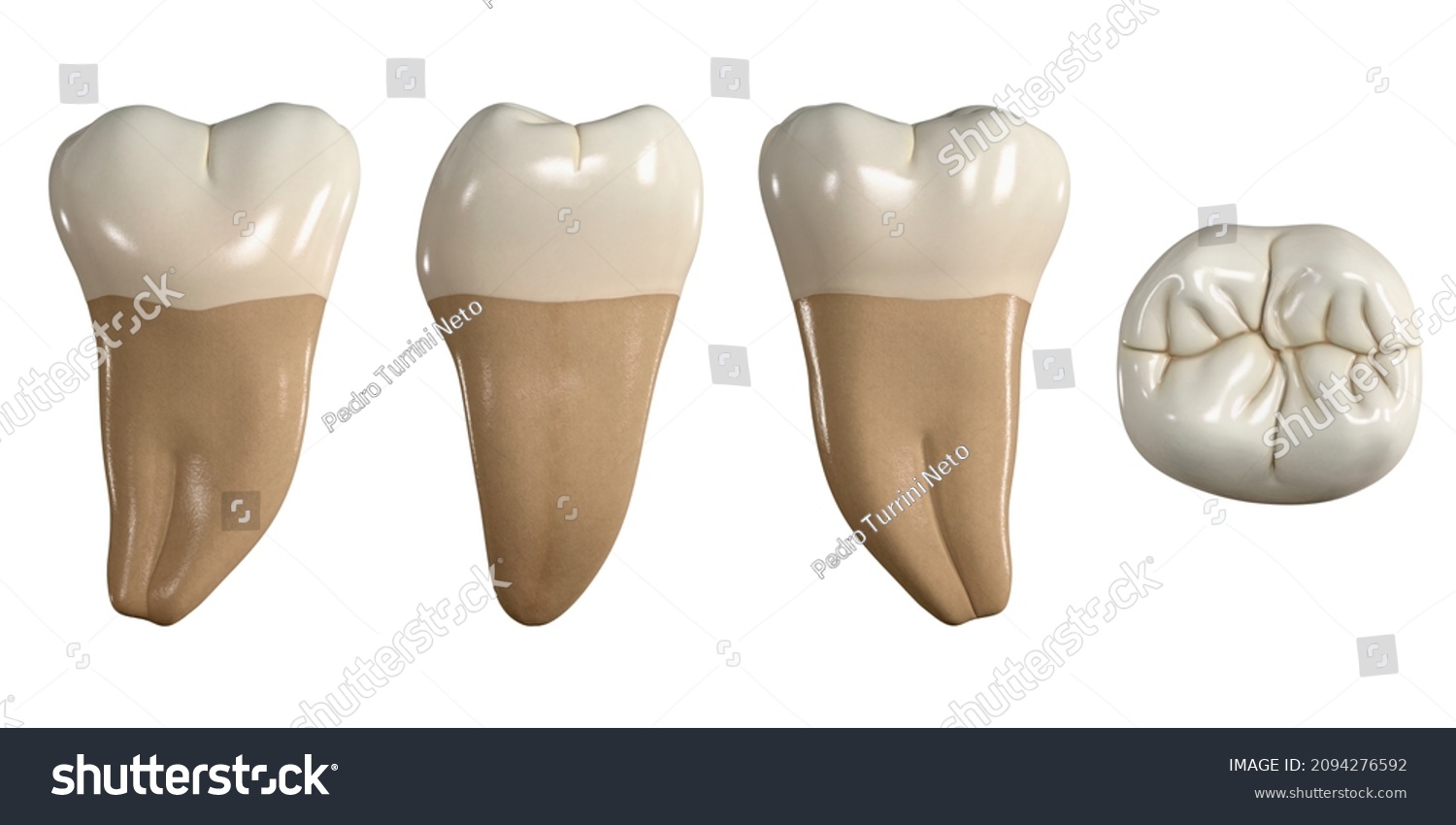 Permanent Lower Third Molar Tooth 3d Stock Illustration 2094276592 ...