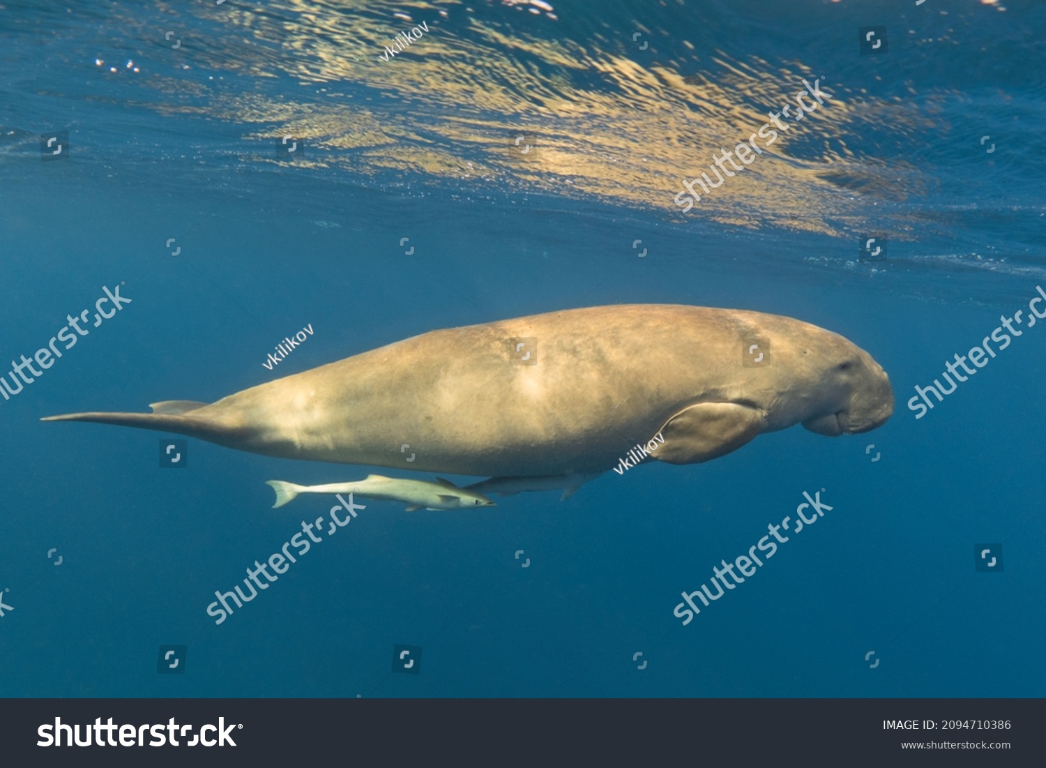 Dugong Swimming Blue Sea Underwater Rare Stock Photo 2094710386 ...