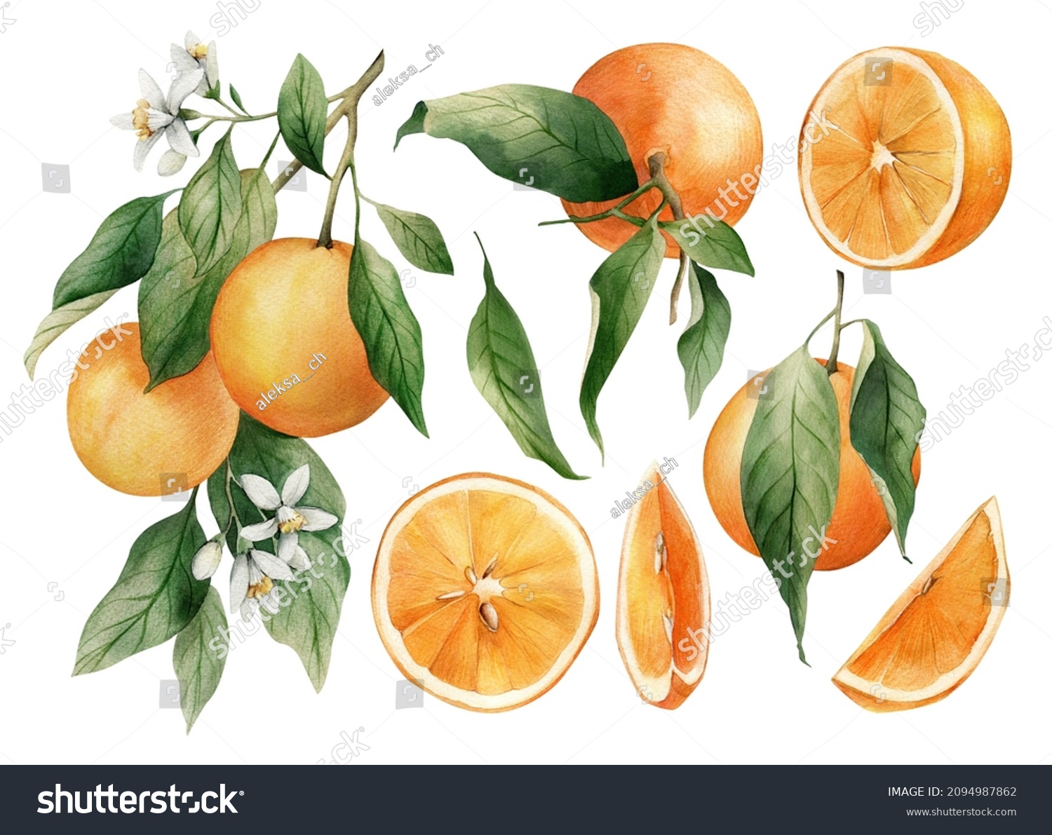 Set Watercolor Illustrations Oranges Hand Painted Stock Illustration ...