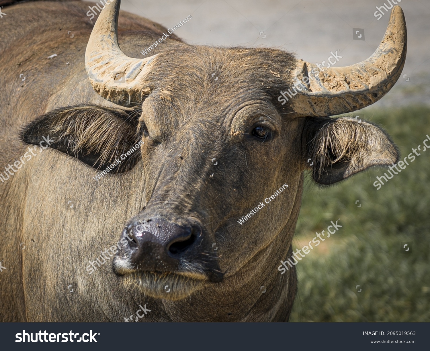 4762 Carabao Images Stock Photos And Vectors Shutterstock