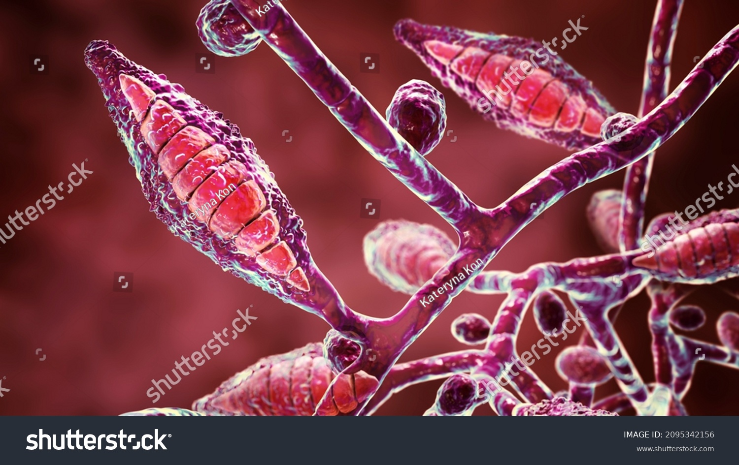 Microscopic Fungi Microsporum Canis 3d Illustration Stock Illustration ...