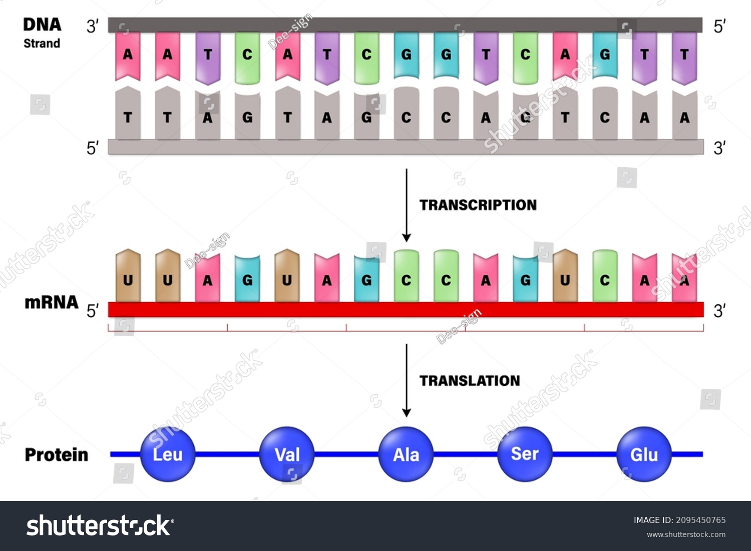 Транскрипция ДНК. DNA Transcription and translation. Перевод ДНК В МРНК. DNA Letters. Dna перевод