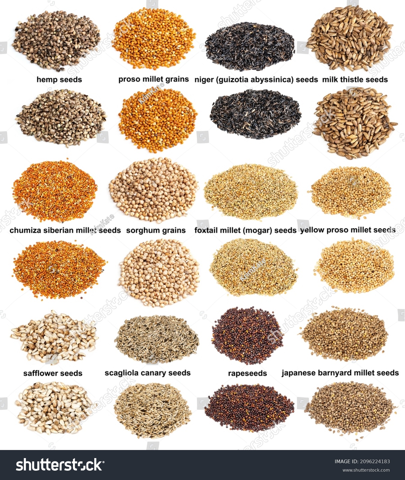 Set Piles Variuos Unhulled Seeds Names Stock Photo 2096224183 ...