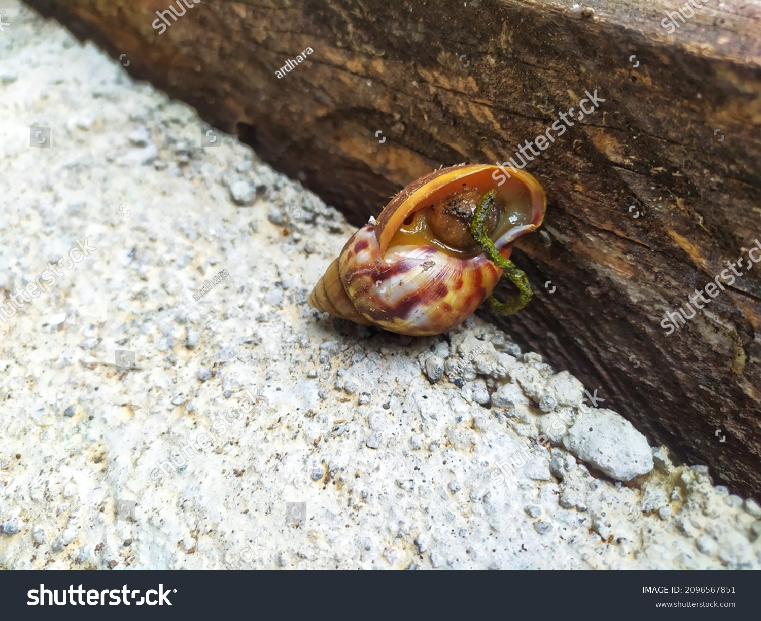 Snail Poop 66 Images Photos Et Images Vectorielles De Stock snail-poop-66-images-photos-et-images-vectorielles-de-stock