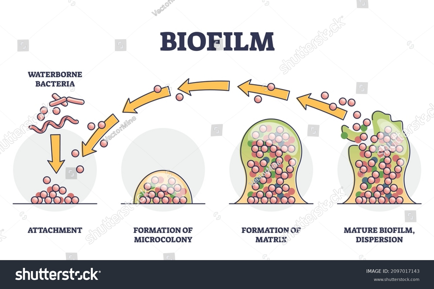 biofilm-formation-stages-development-dispersion-outline-stock-vector