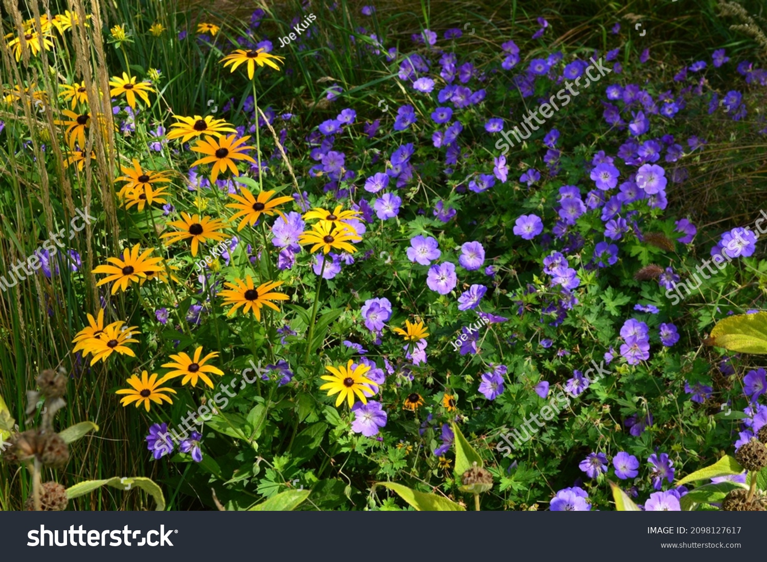 Rudbeckia Blue Geranium Rozanne Flowers Stock Photo 2098127617 ...