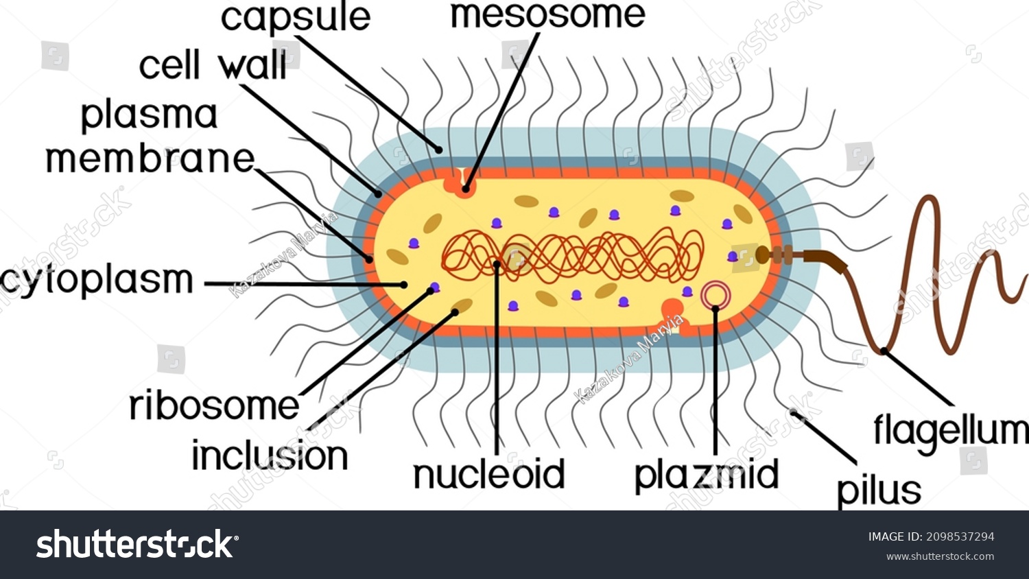 Bacterial Cell Structure Prokaryotic Cell Nucleoid Stock Vector ...