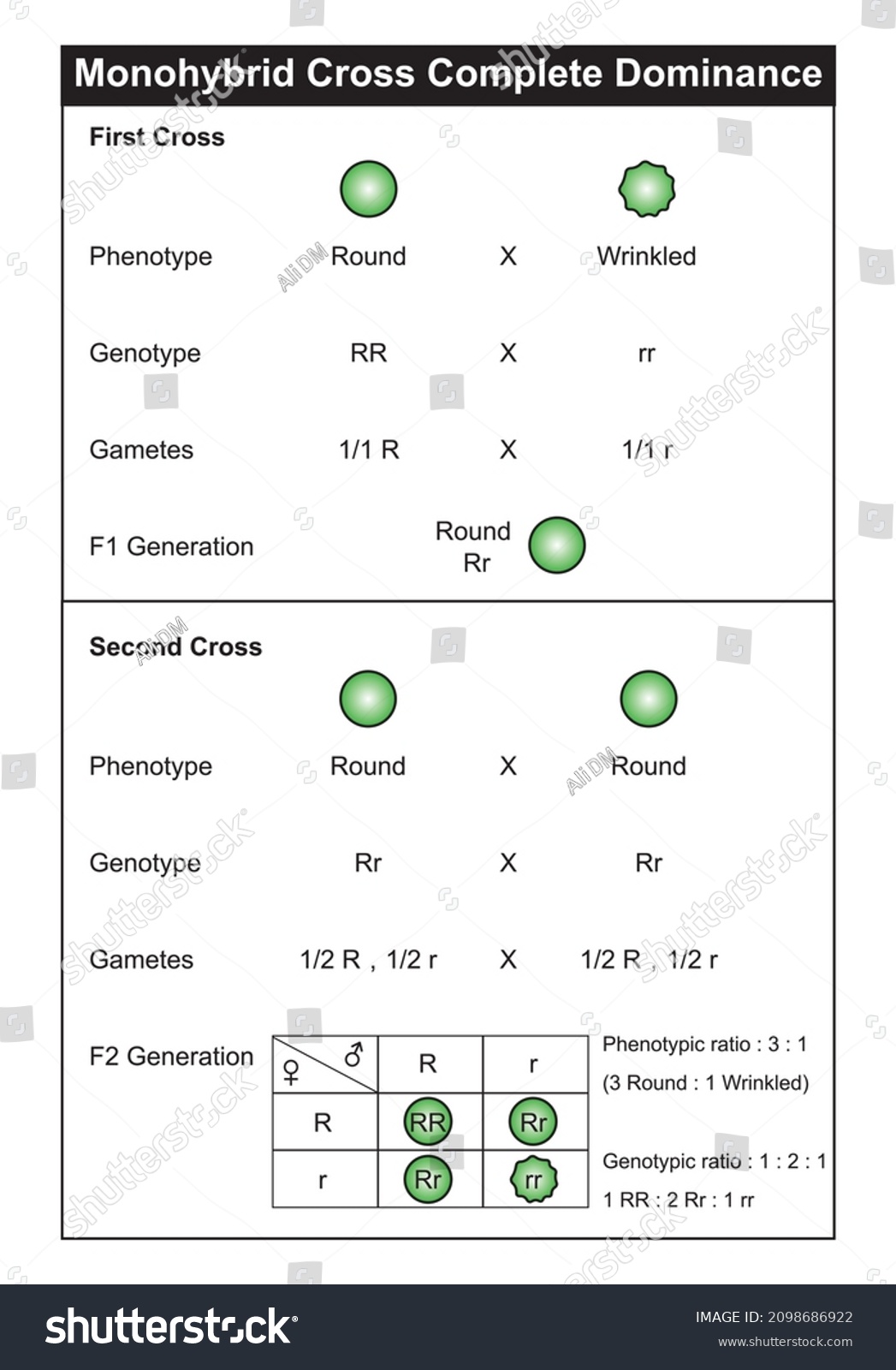 Monohybrid Cross Complete Dominance Worksheet Answers