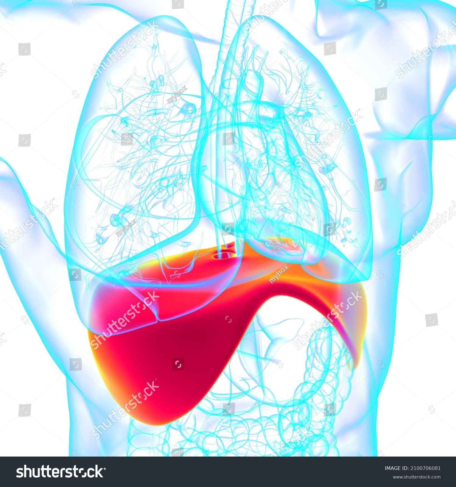 Diaphragm Human Respiratory System Anatomy Medical Stock Illustration ...