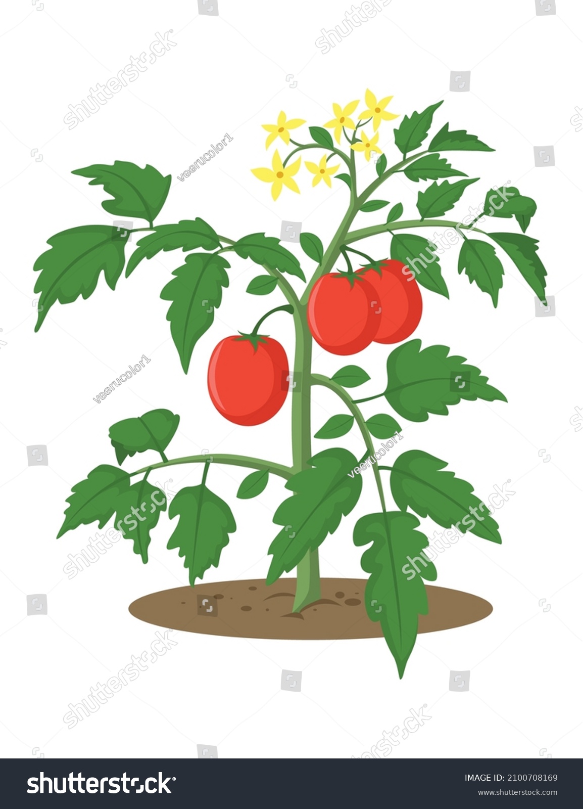 Tomato Plant Vegetable Flower Leaf Stem Stock Vector (Royalty Free ...