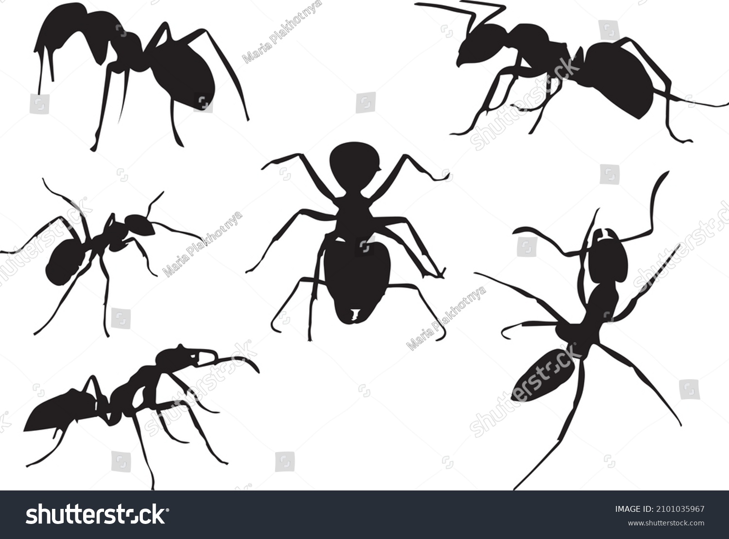 Black Silhouettes Ant Different Poses Isolated Stock Vector (Royalty ...