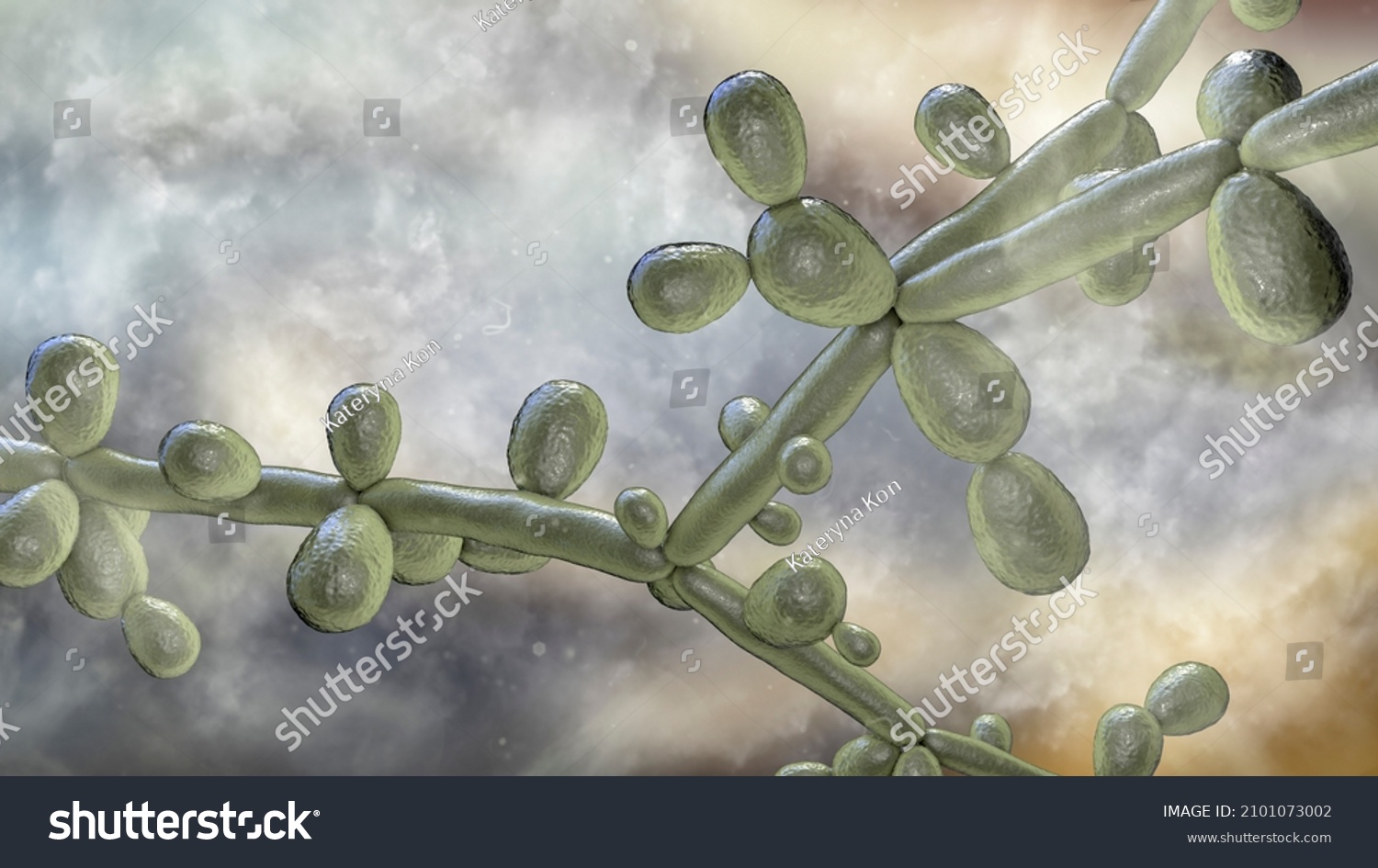 Candida Tropicalis Yeasts Microscopic Fungi That Stock Illustration 