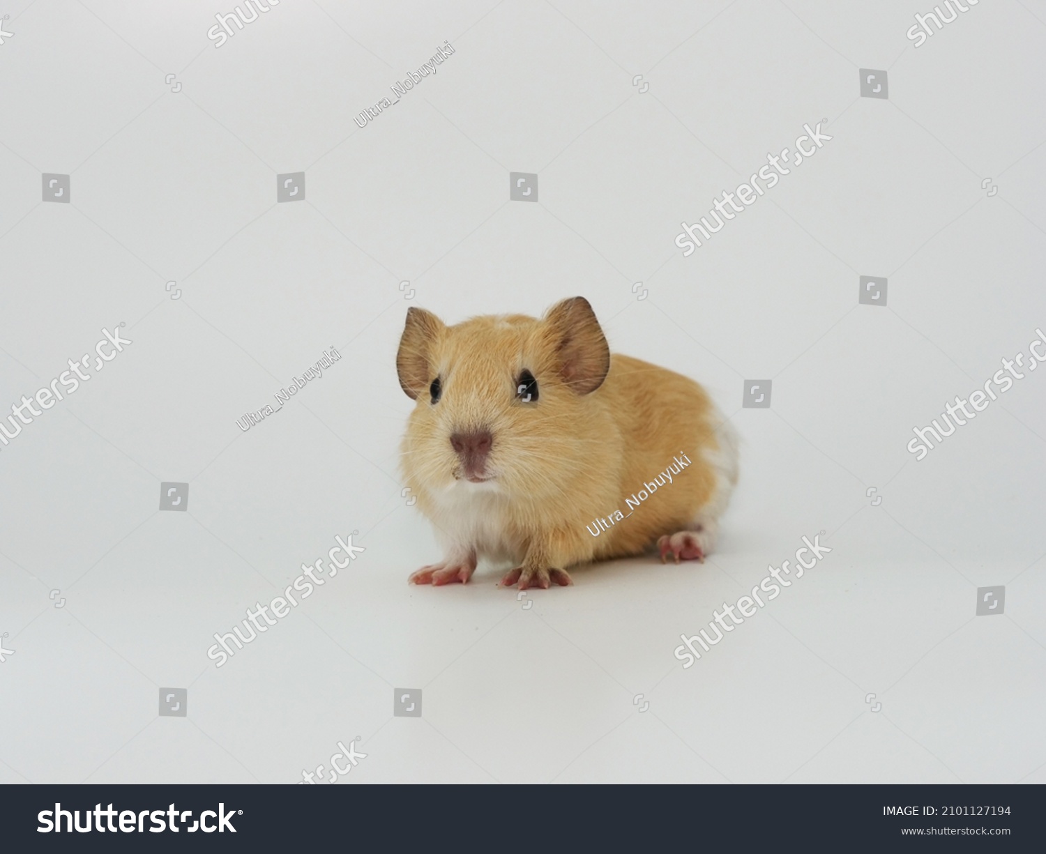 Guinea Pig Standing Front White Background Stock Photo 2101127194