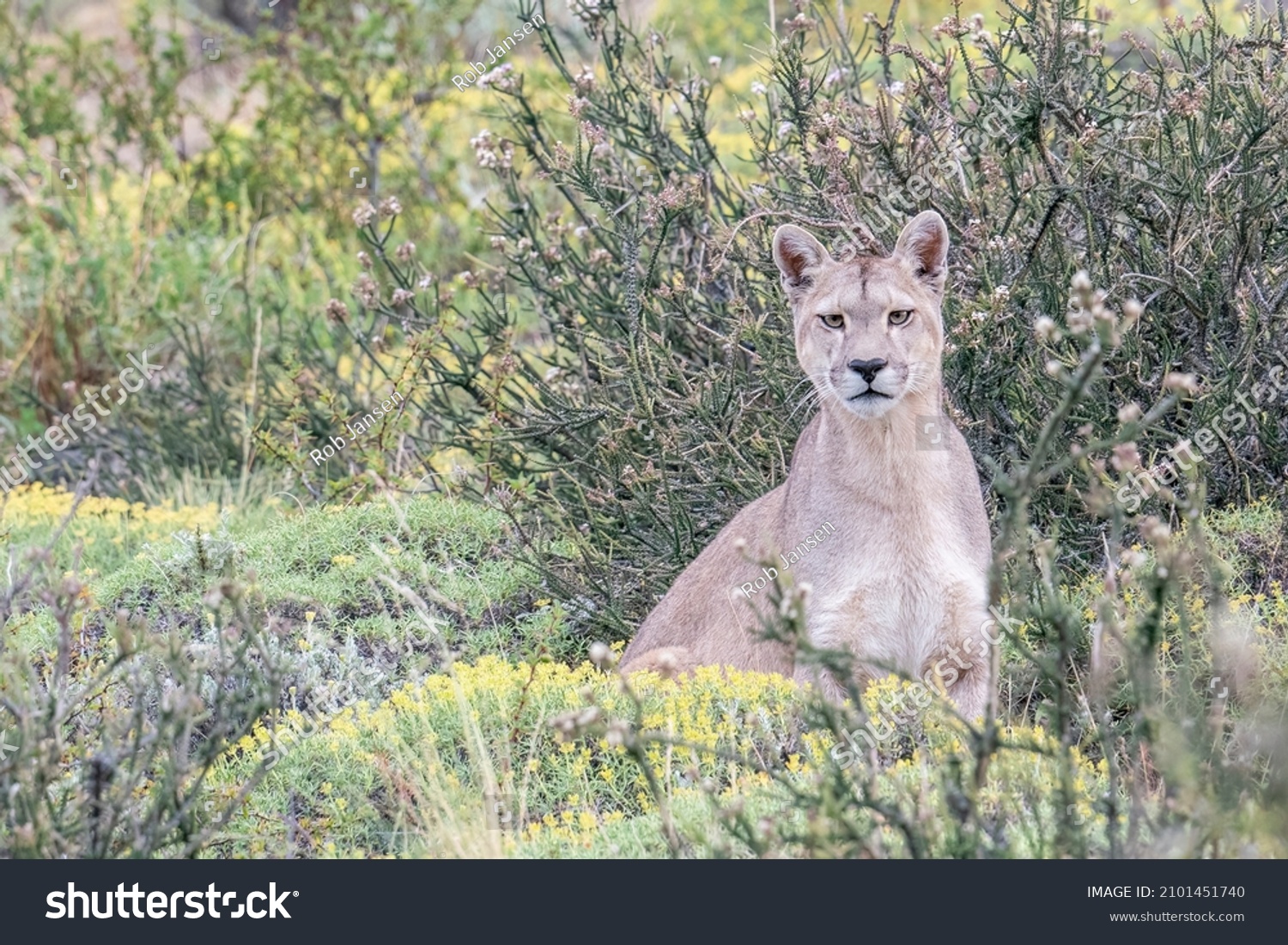 mountain lion laying down