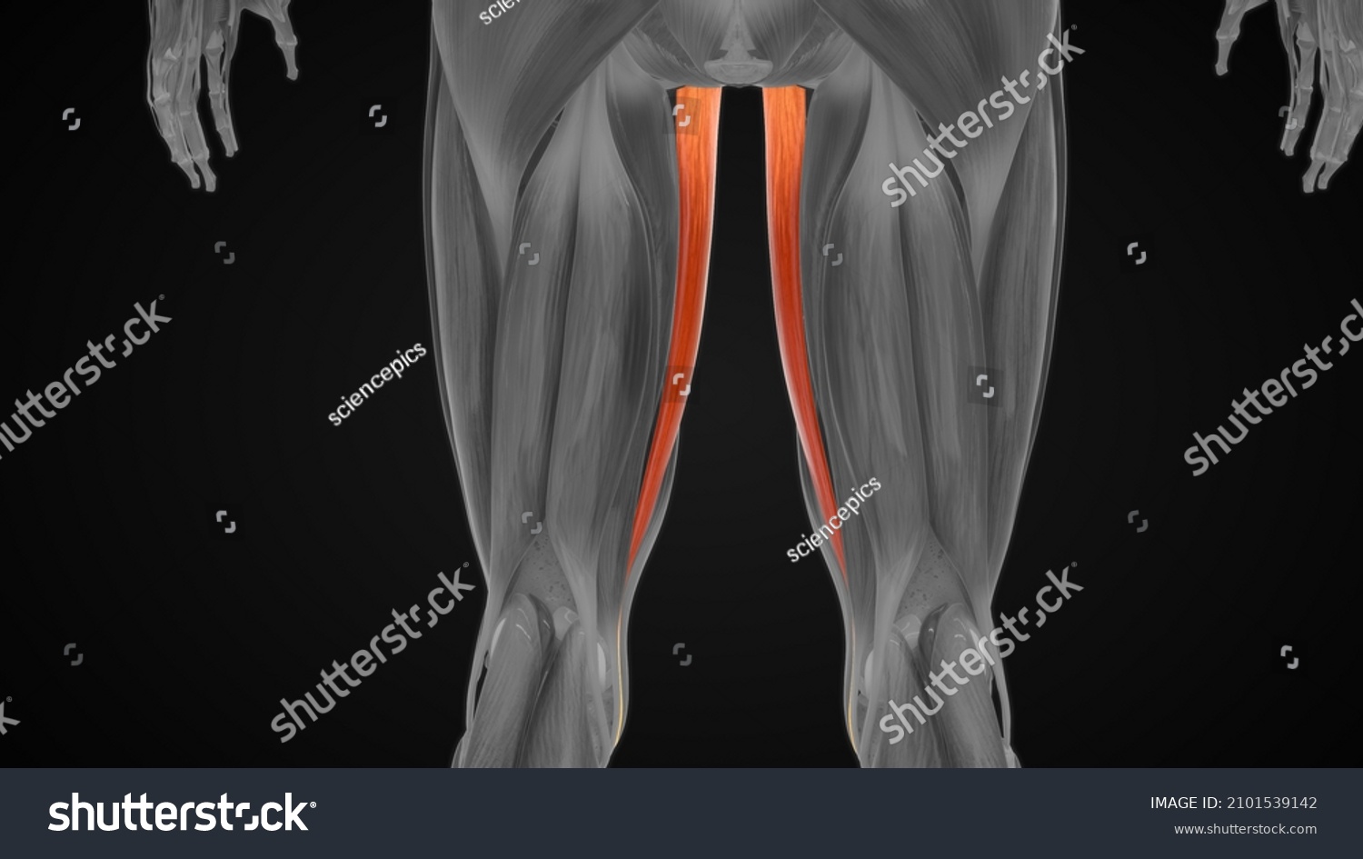 Gracilis Muscle Anatomy 3d Illustration Stock Illustration 2101539142 ...