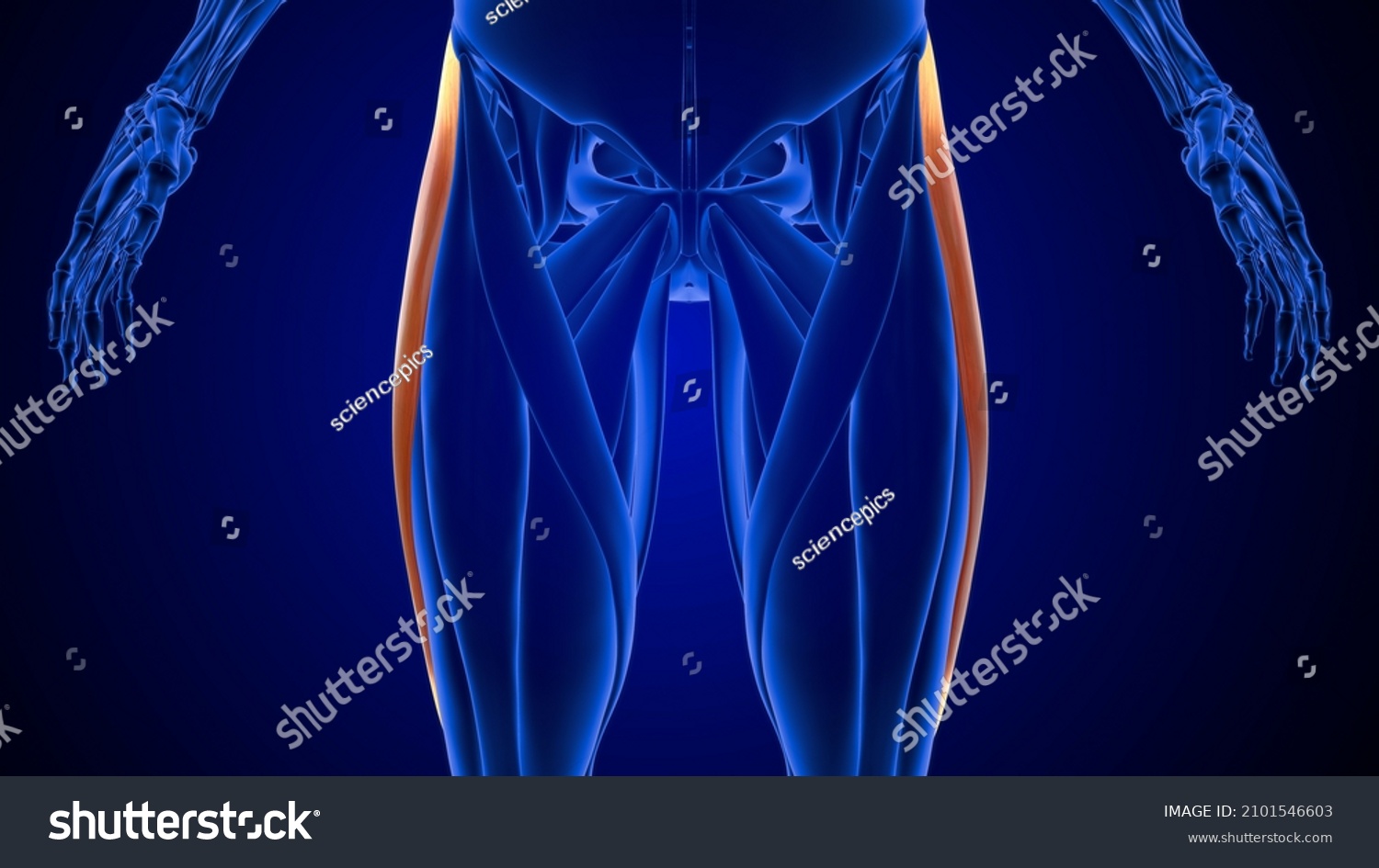 Tensor Fascia Lata 근육 해부학 3d 스톡 일러스트 2101546603 Shutterstock 2264