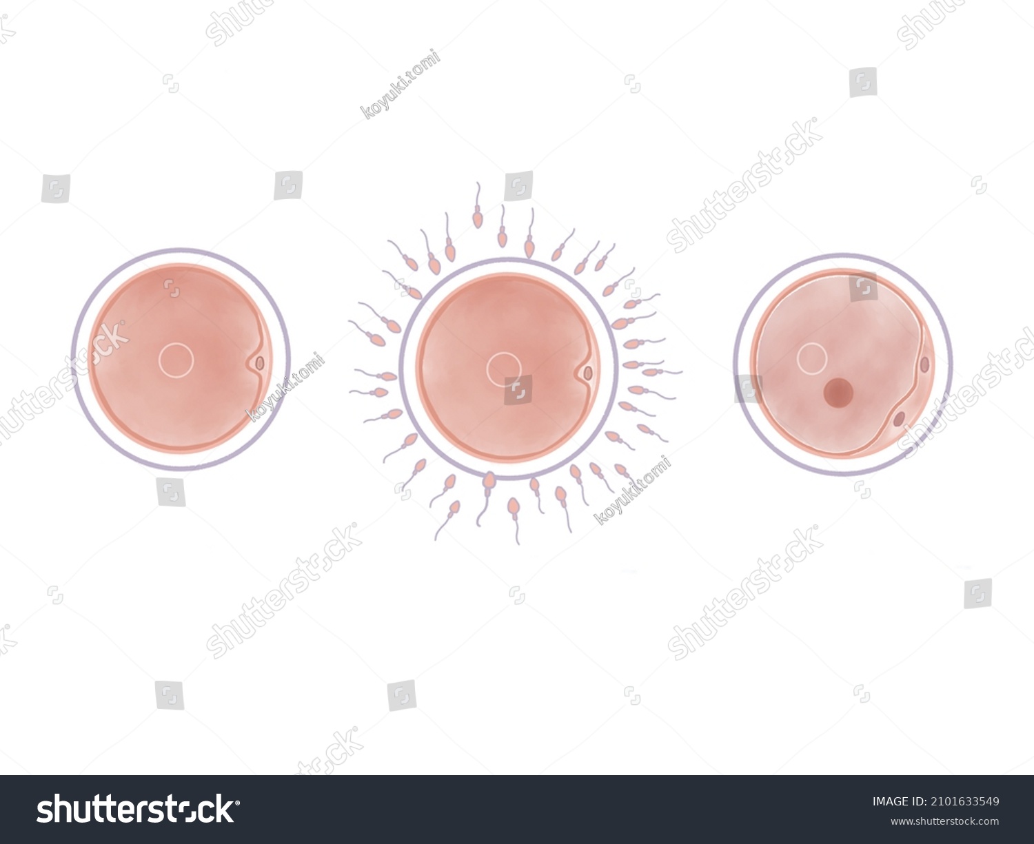 Stages Human Fetal Development Zygote Stock Illustration 2101633549 Shutterstock 