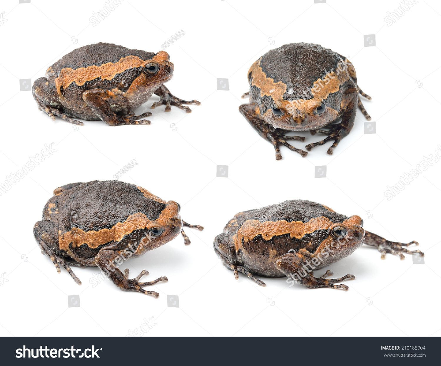 Bullfrog Isolated On White Background Stock Photo 210185704 | Shutterstock