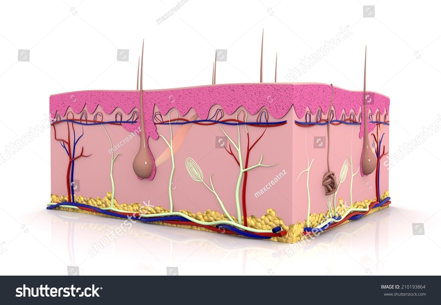 3d Cross Section Skin White Background Stock Illustration 210193864 ...