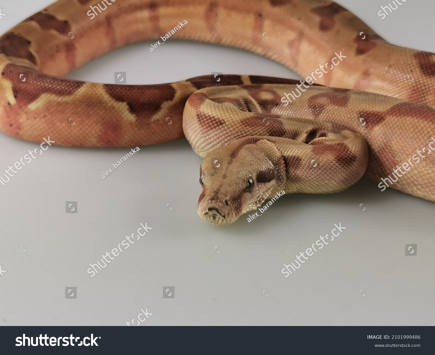 Boa Constrictor Snake On Light Background Stock Photo 2101999486 ...