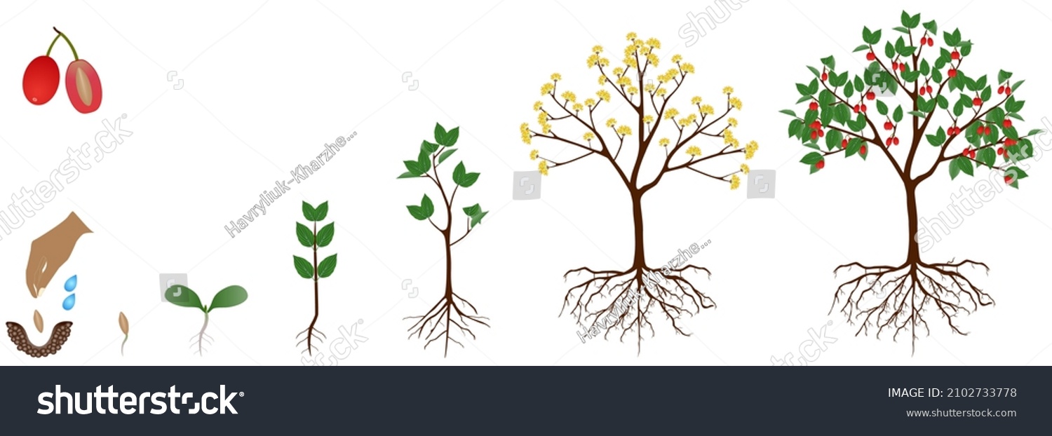 1,872 Cornel tree flowers Images, Stock Photos & Vectors | Shutterstock