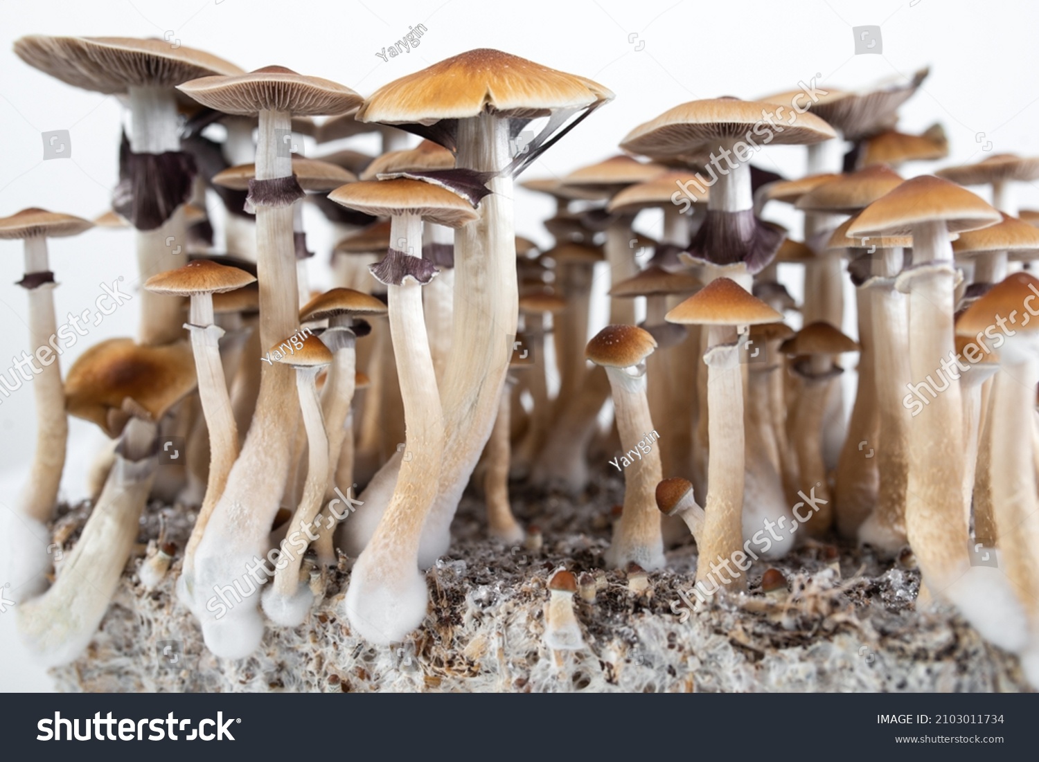 3,231 Psilocybe Cubensis Images, Stock Photos & Vectors | Shutterstock