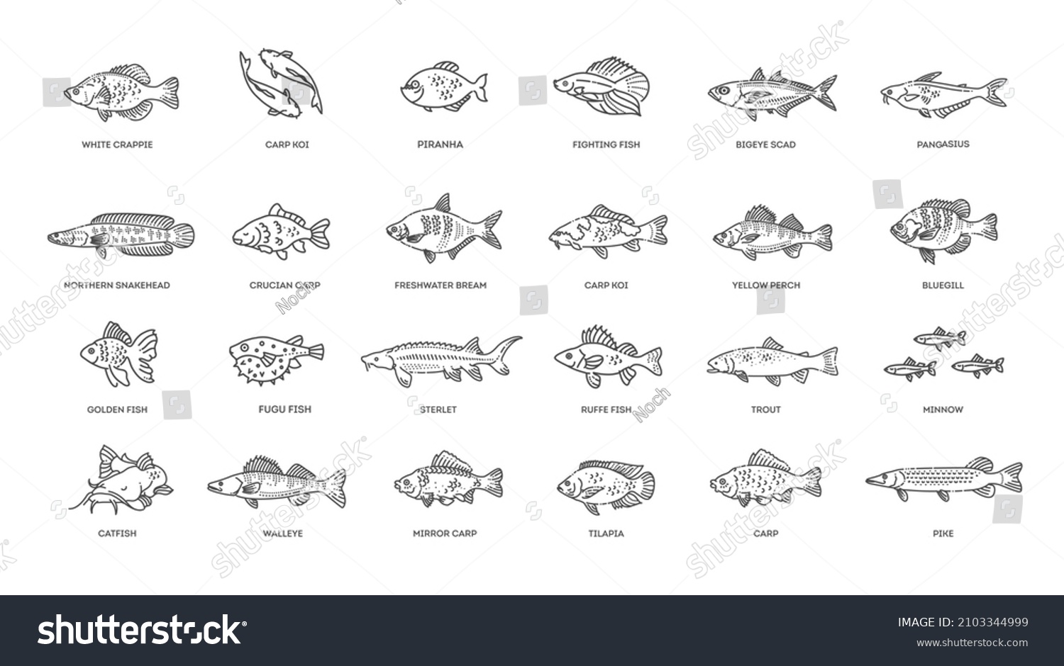 Freshwater Fish Set Types Fish Stock Vector (Royalty Free) 2103344999 ...