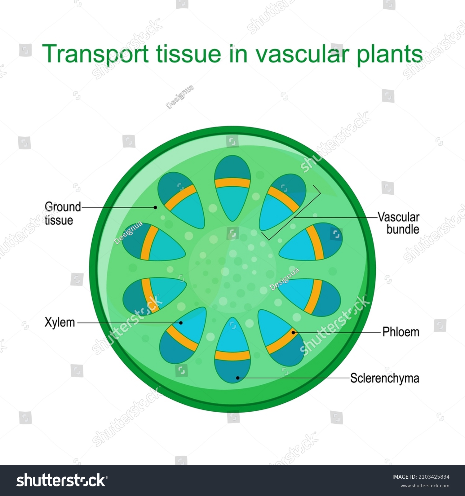 Xylem Ring Images Stock Photos Vectors Shutterstock