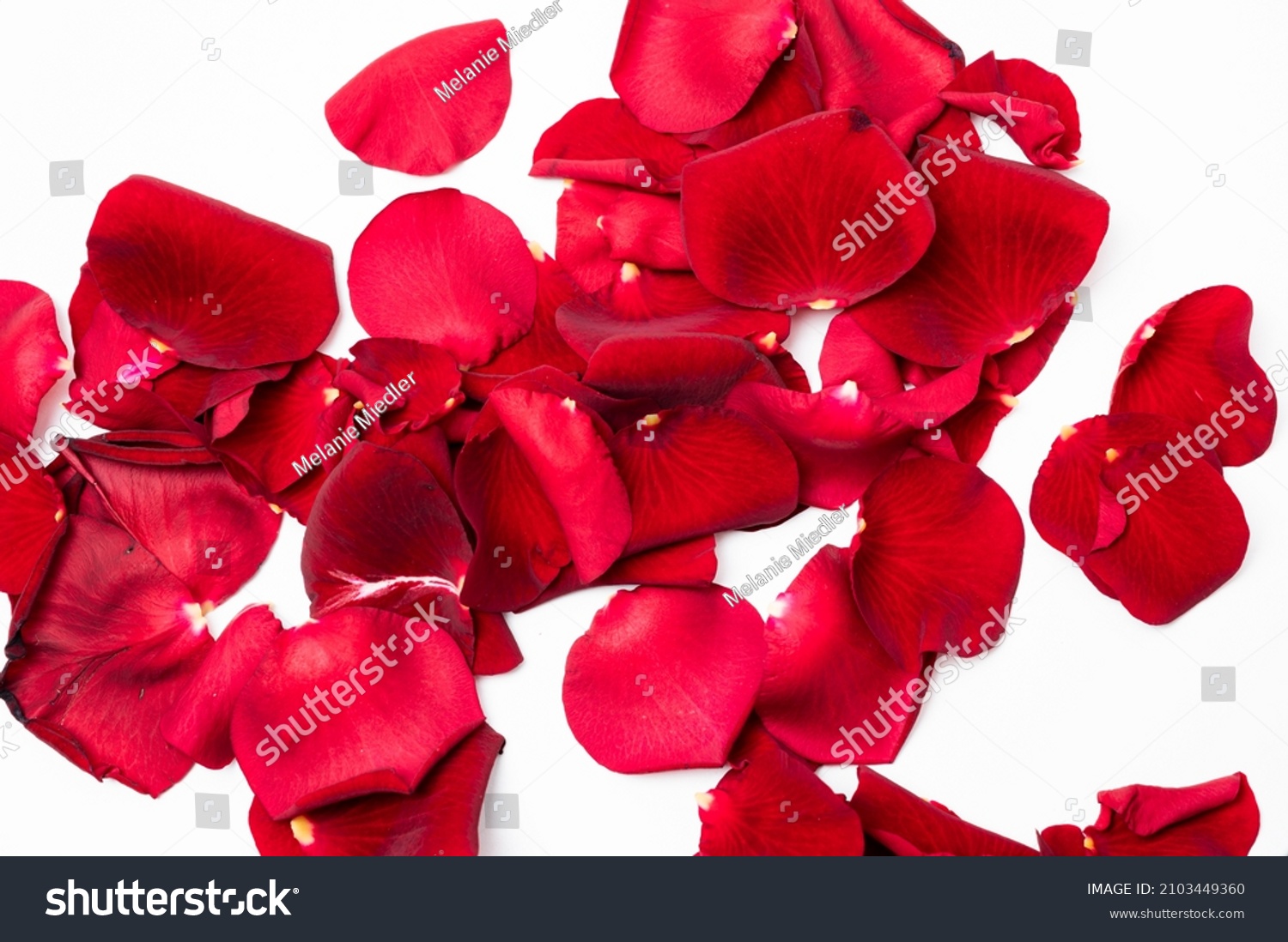 Real Red Rose Petals Background Backdrop Stock Photo 2103449360 ...