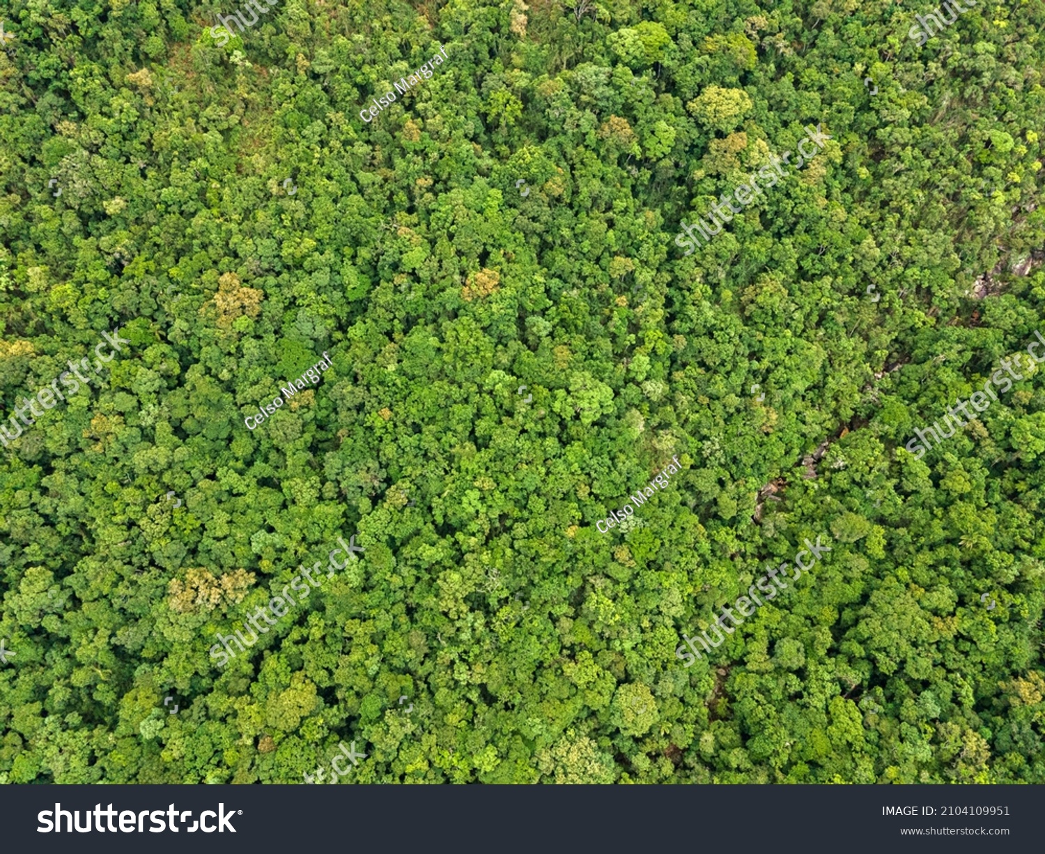 Atlantic Rainforest Seen Above Stock Photo 2104109951 | Shutterstock