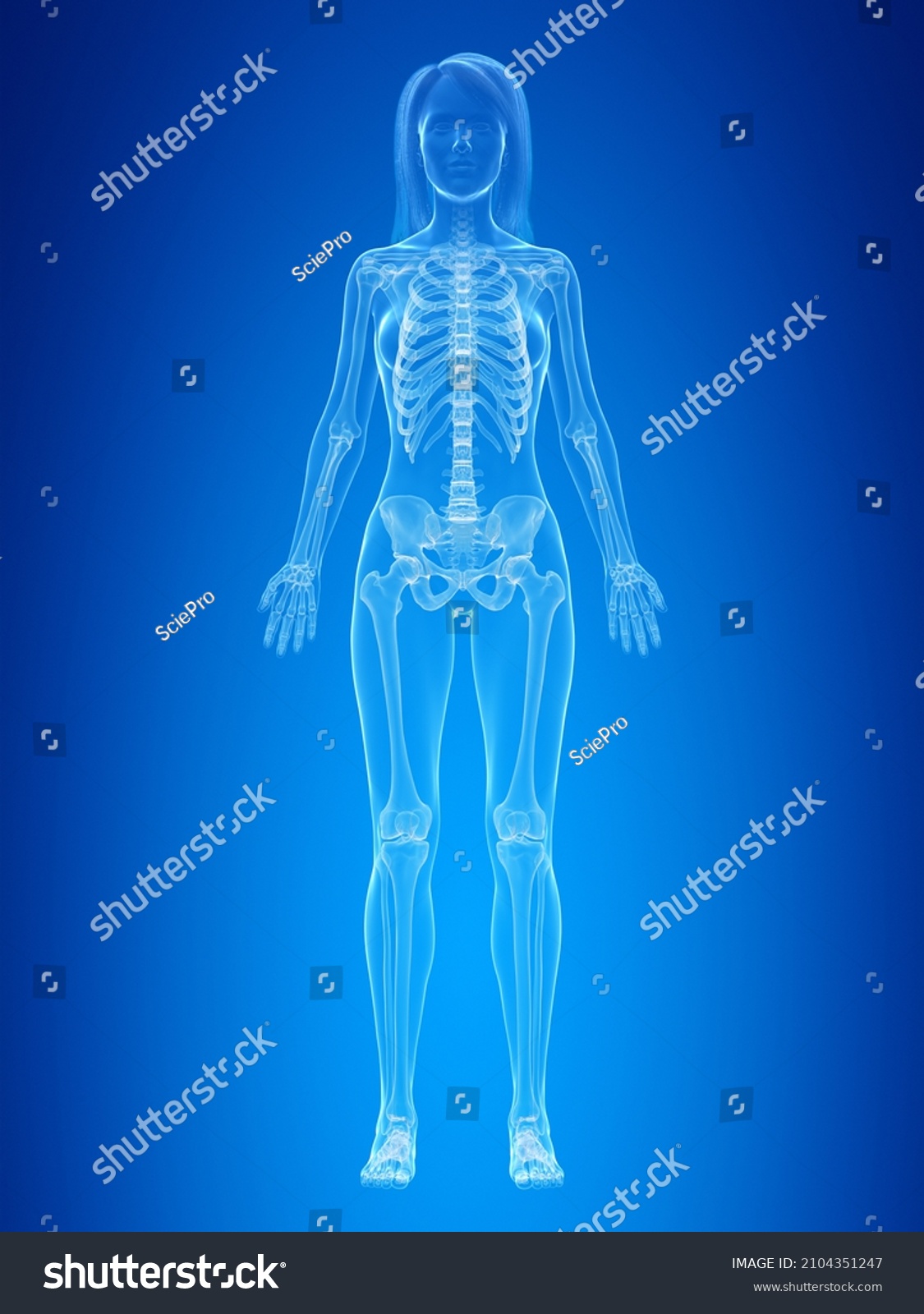 3d Rendered Illustration Female Skeleton Stock Illustration 2104351247