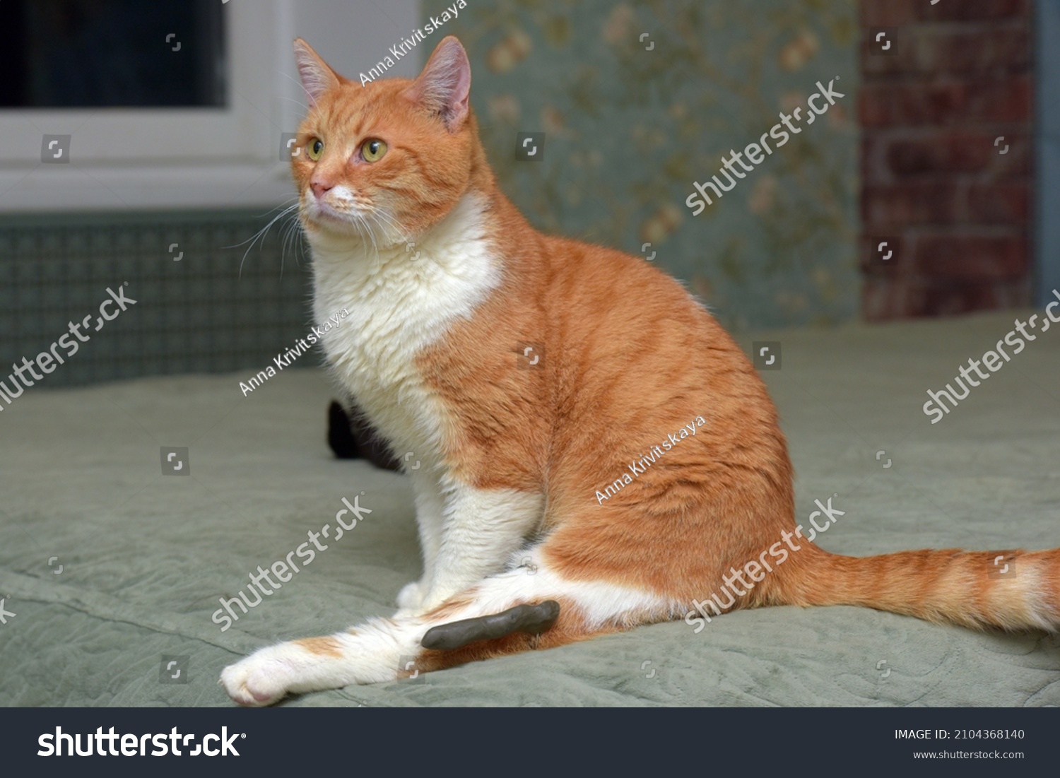 Ginger Cat Broken Leg Fixing Structure Stock Photo 2104368140