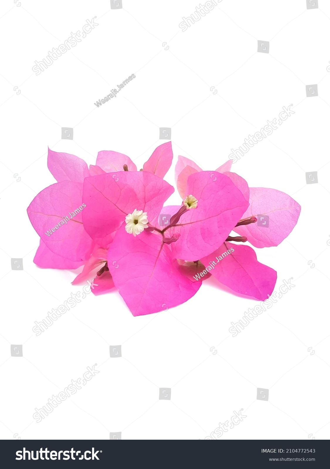 Pink Bougainvillea Placed Center Brightly Colored Stock Photo ...