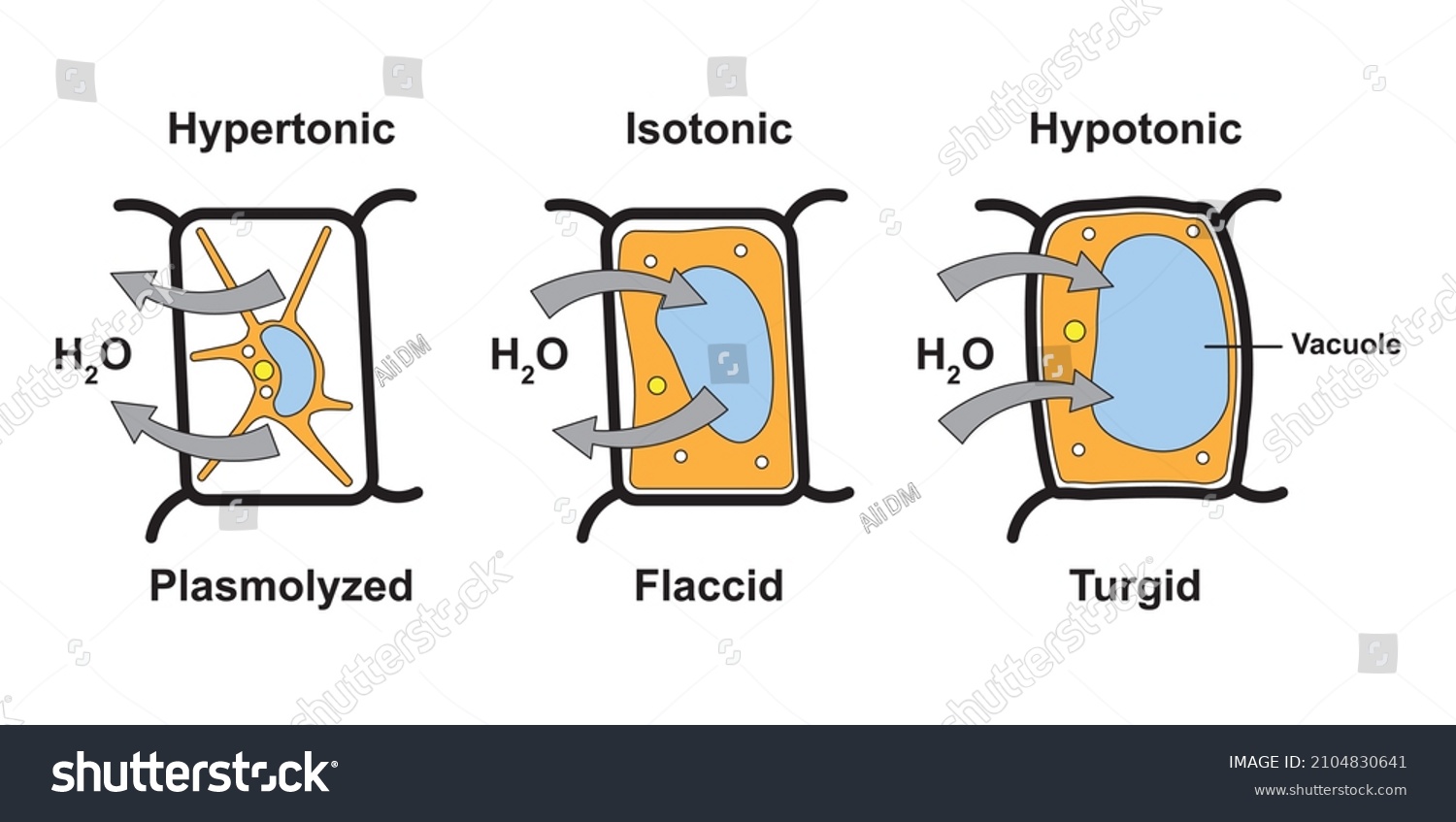 difference-between-turgid-cell-plasmolysed-cell