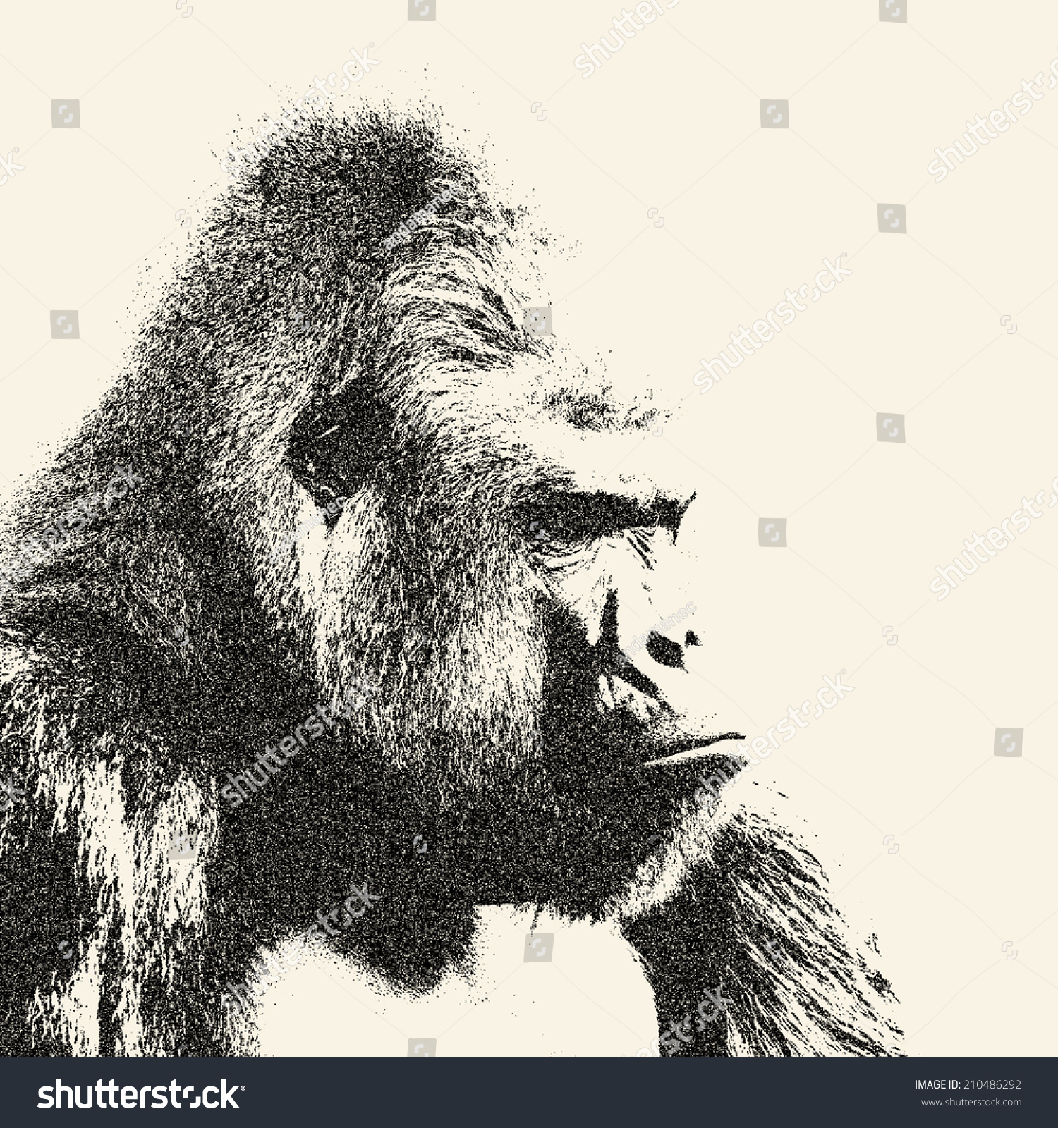 Side Face Portrait Gorilla Male Severe Stock Illustration 210486292 ...