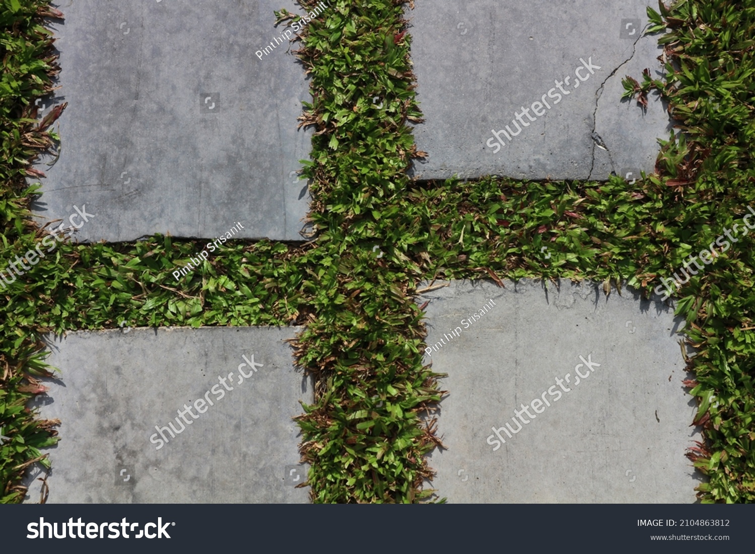 Cement Concrete Floor Pattern Green Grass Stock Photo 2104863812