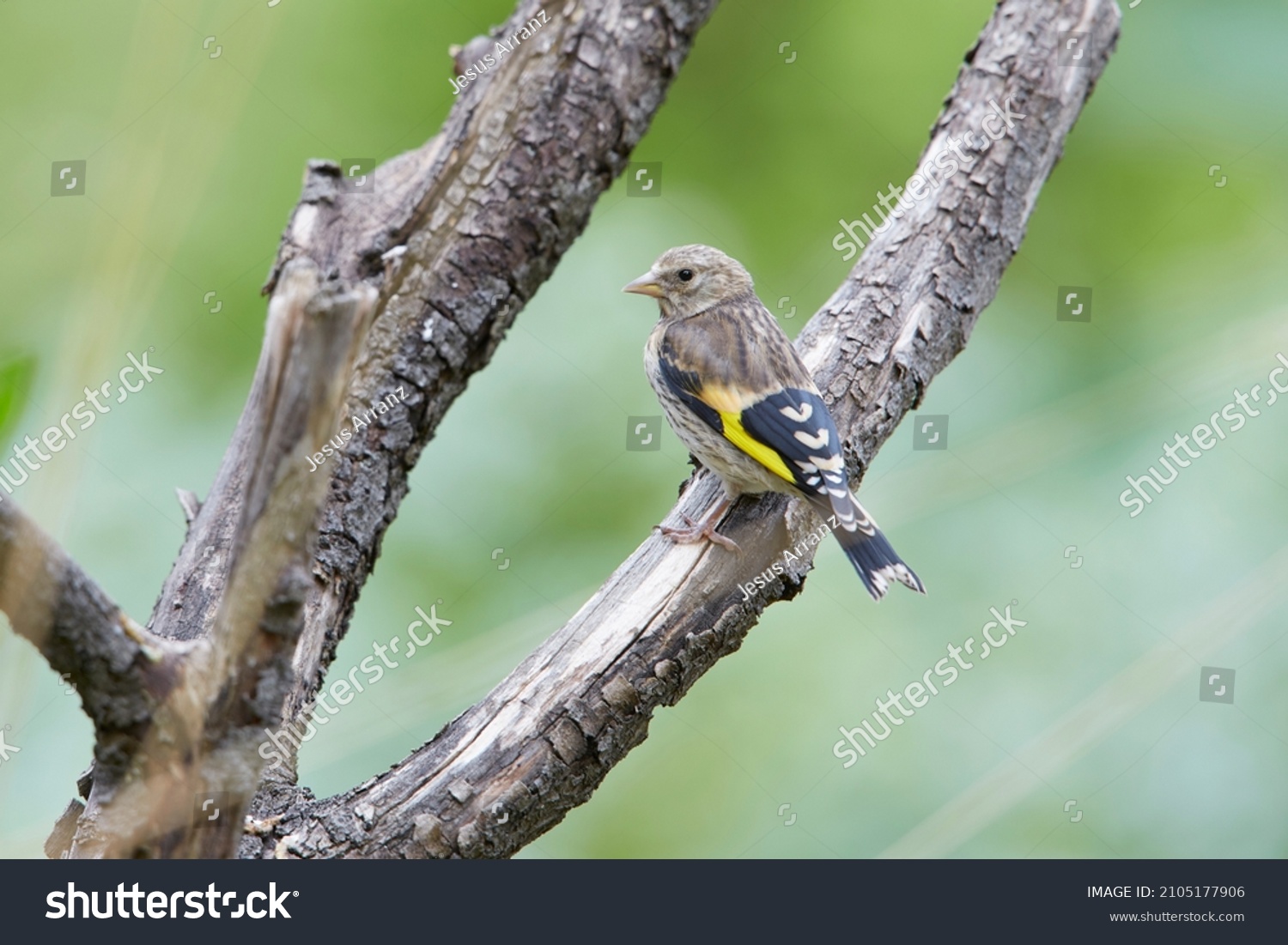 346 Juvenile Goldfinch Images, Stock Photos & Vectors | Shutterstock