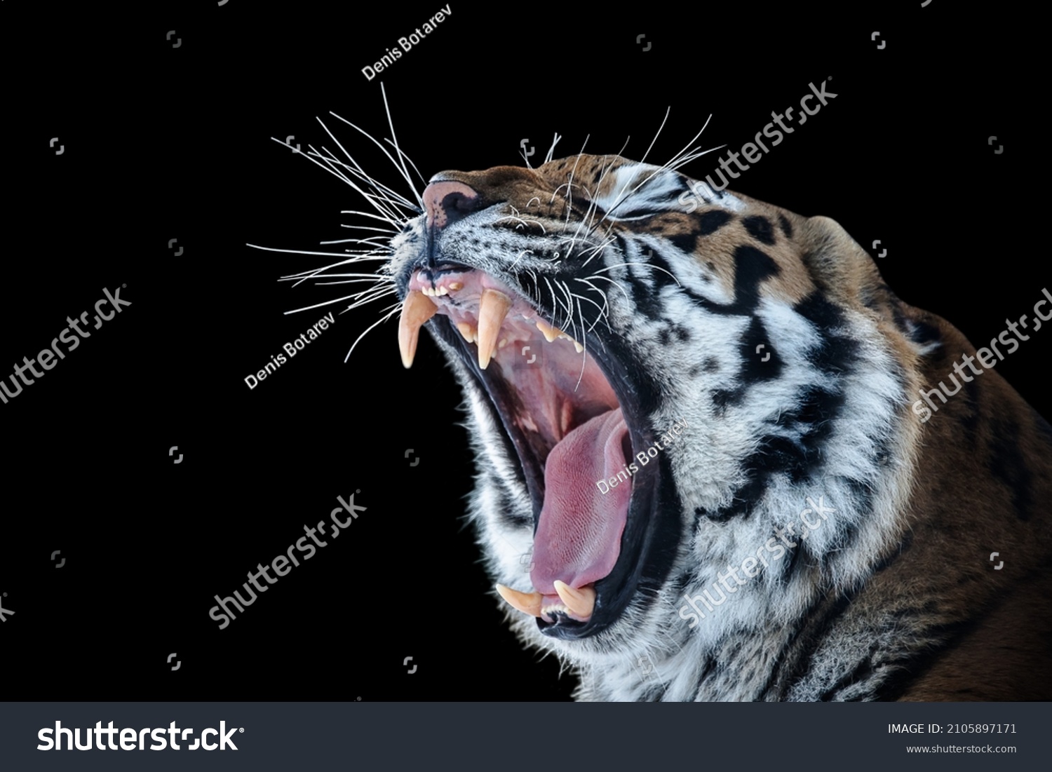 Roaring Tiger Tiger Furious Fury Tiger Stock Photo 2105897171 ...