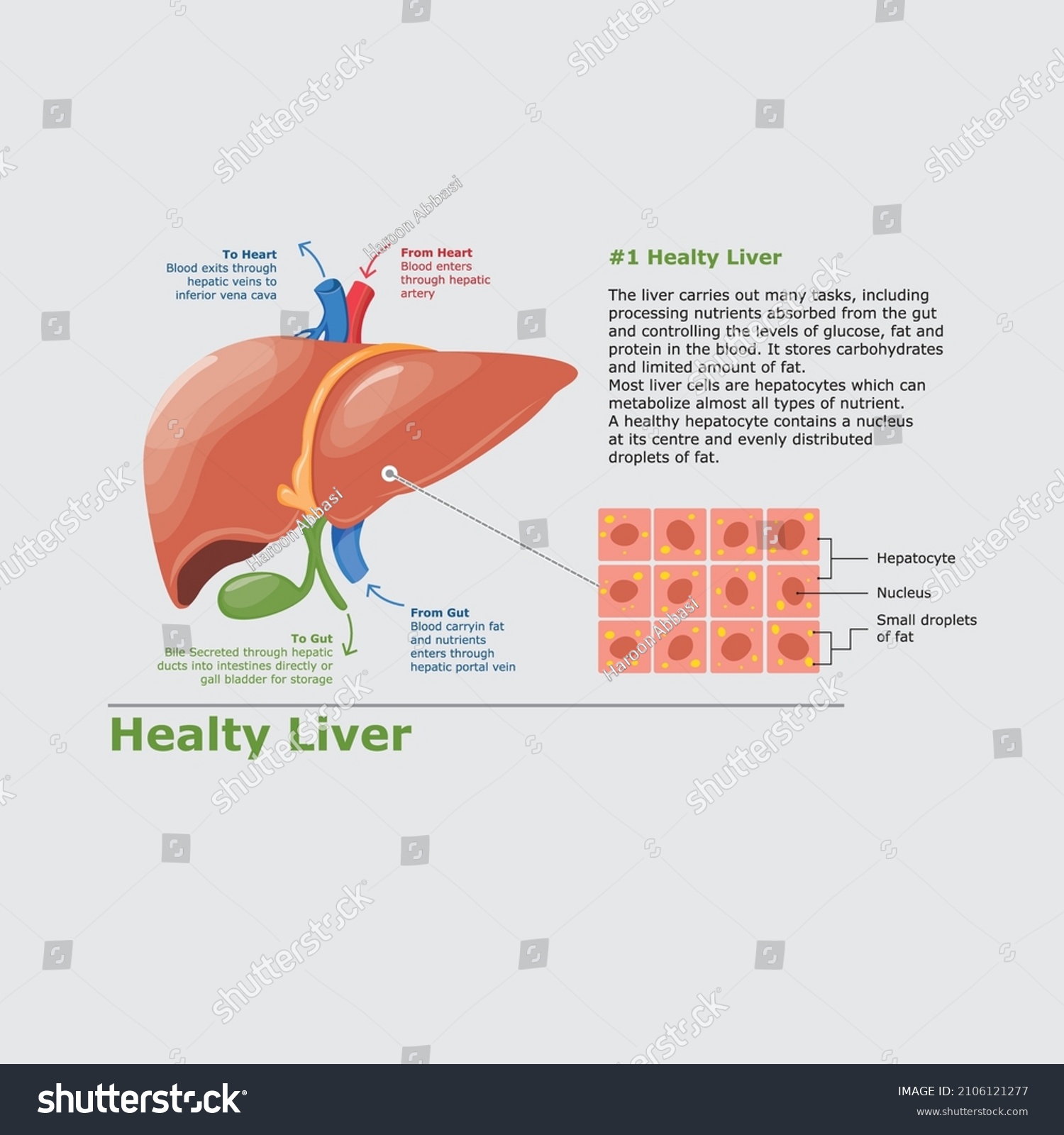 Healthy Liver Anatomy Liver Organ Stock Vector (Royalty Free ...