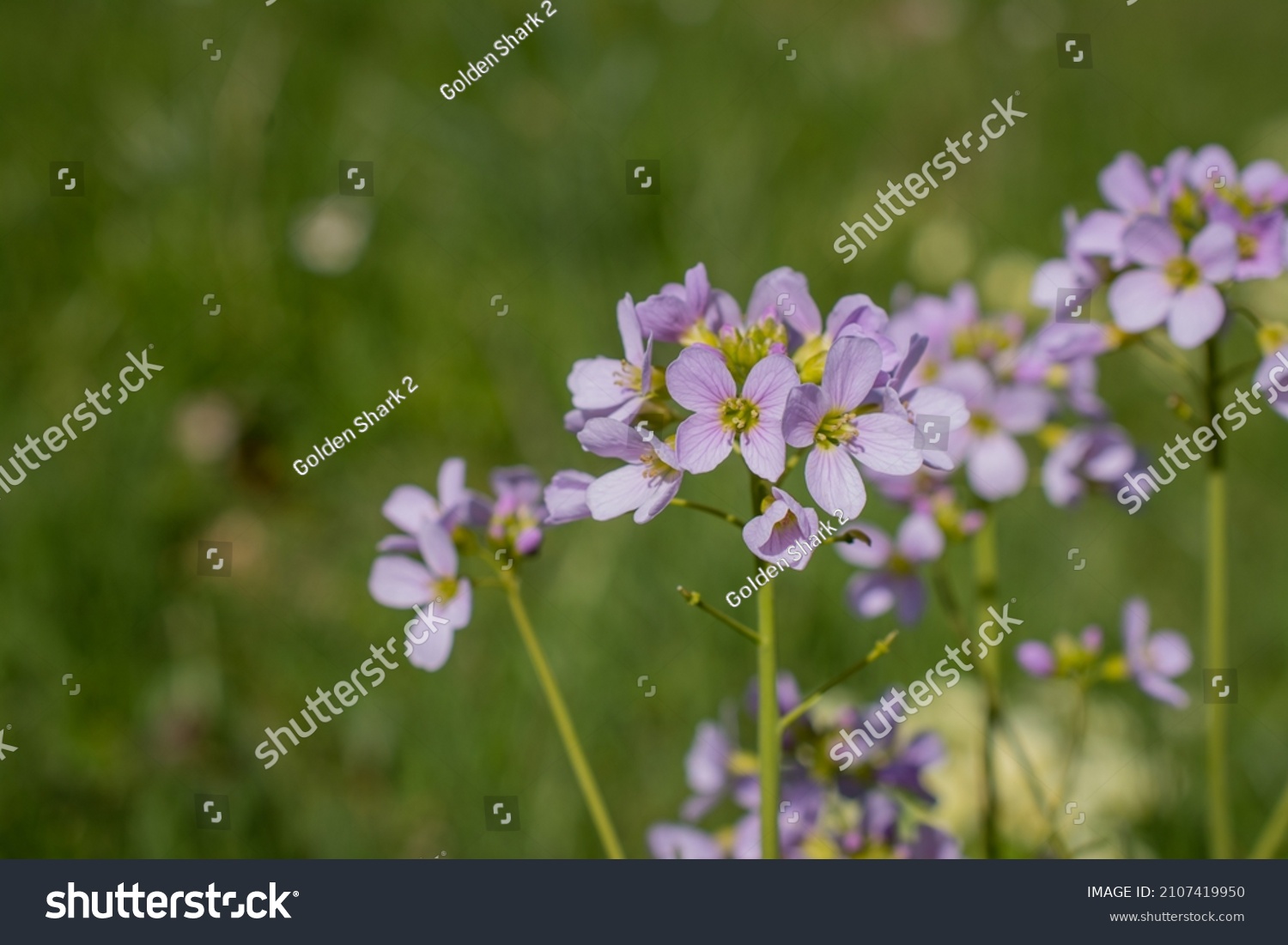 801 Lady's Smock Images, Stock Photos & Vectors | Shutterstock