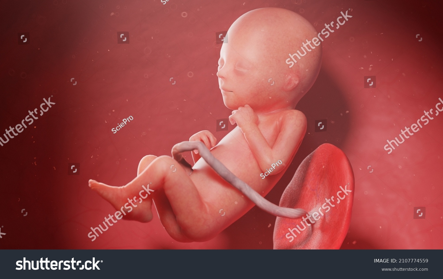 3d Rendered Illustration Human Fetus Week Stock Illustration 2107774559