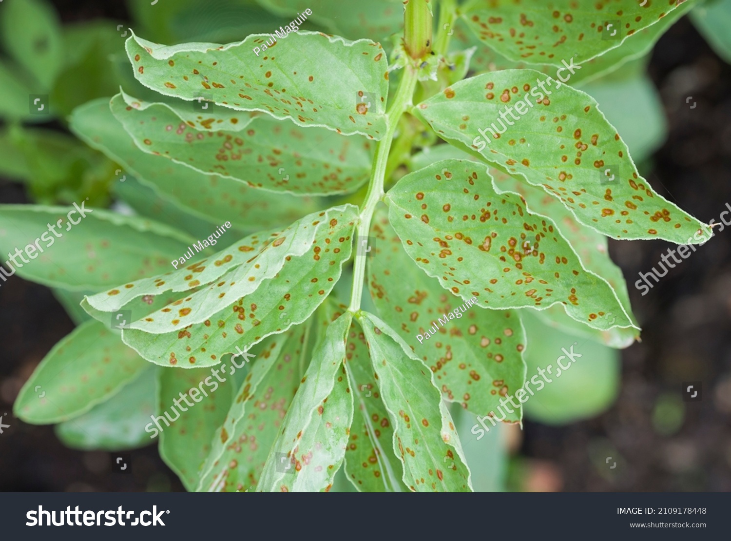 Leaf rust on plants фото 2
