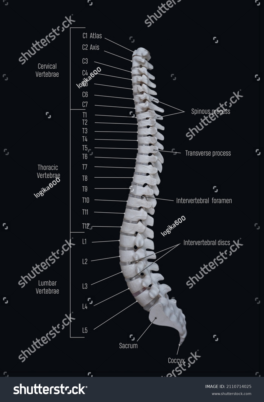 Bones Vertebral Column All Parts Anatomy Stock Photo 2110714025 ...