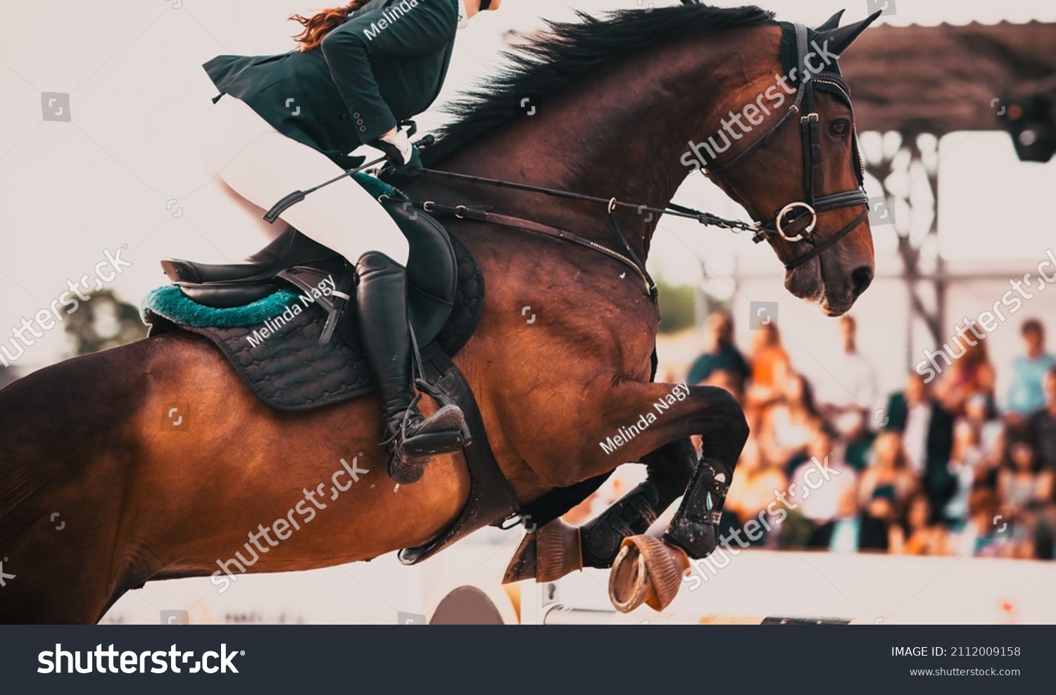 3,645 Horse Leap Images, Stock Photos & Vectors | Shutterstock